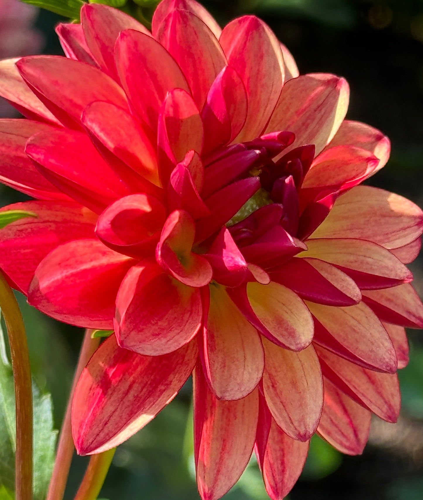 Crazy Legs Dahlia