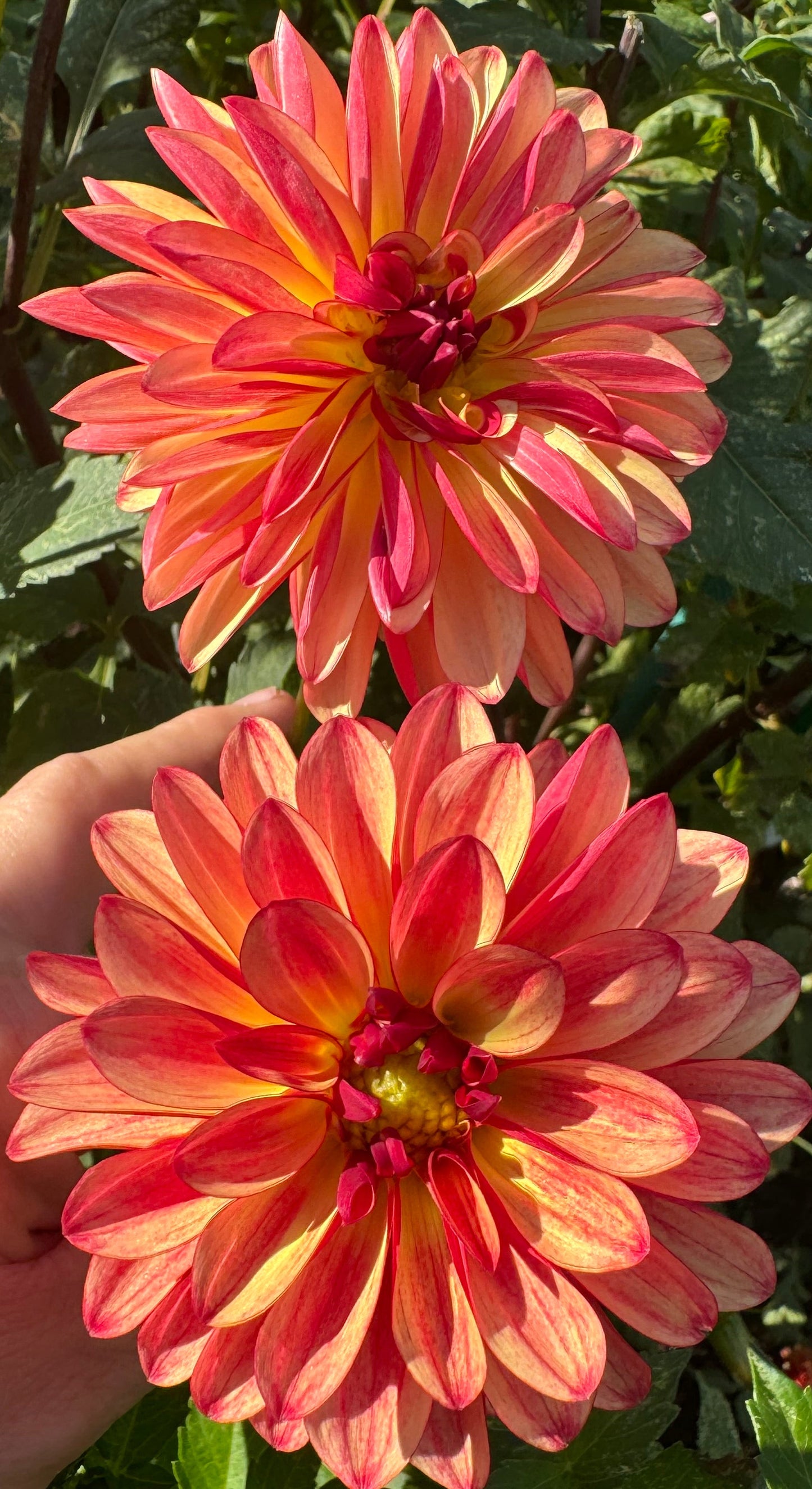 Crazy Legs Dahlia