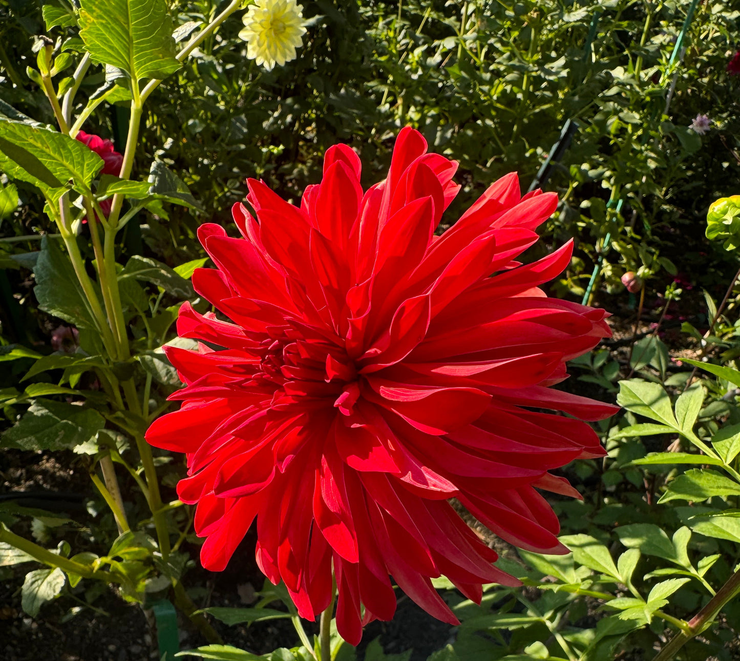 Bloomquist Umbrella Dahlia