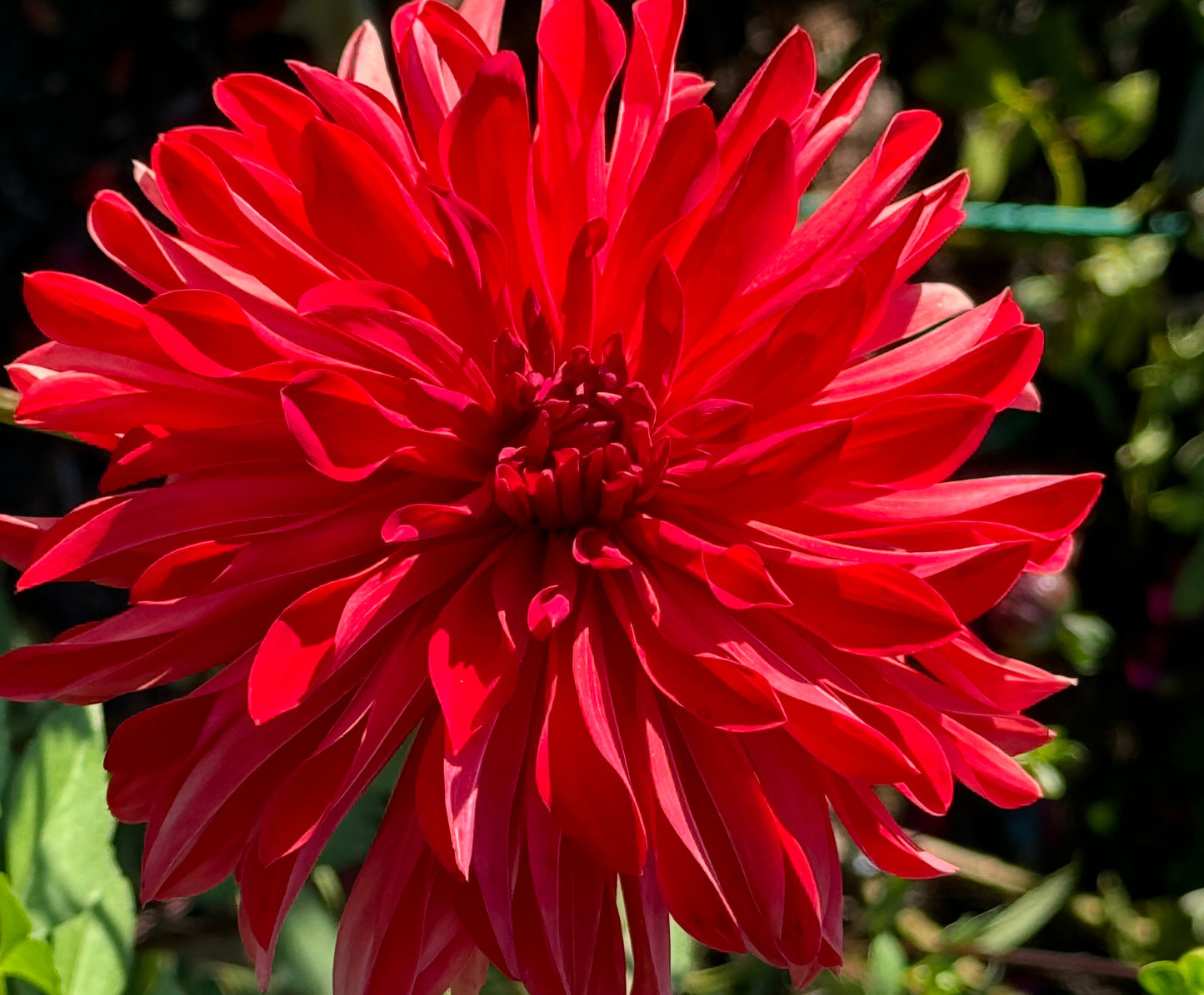 Bloomquist Umbrella Dahlia