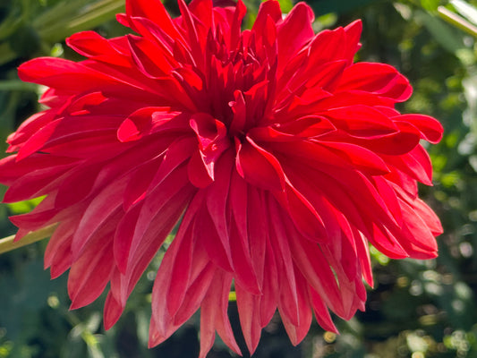 Bloomquist Umbrella Dahlia