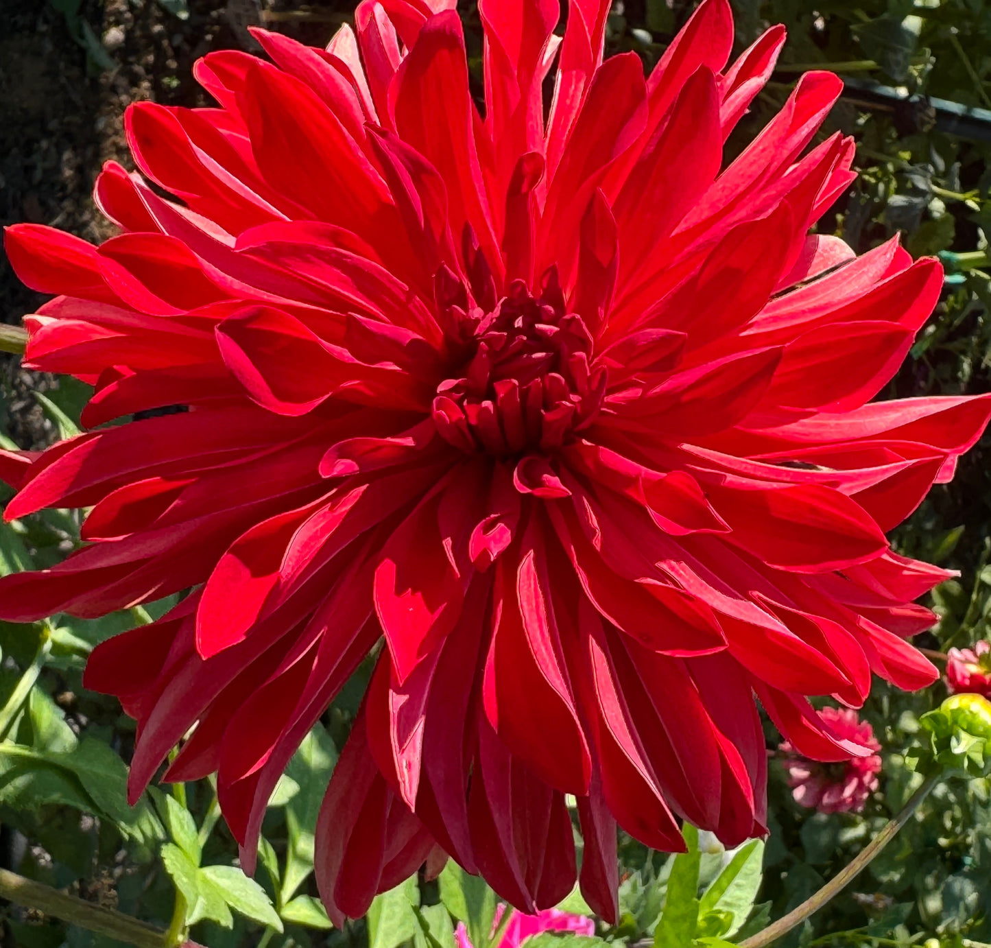 Bloomquist Umbrella Dahlia