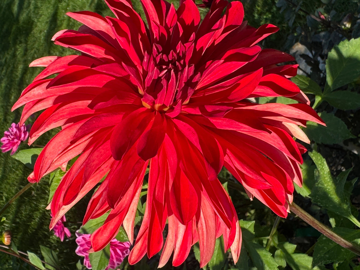 Bloomquist Umbrella Dahlia