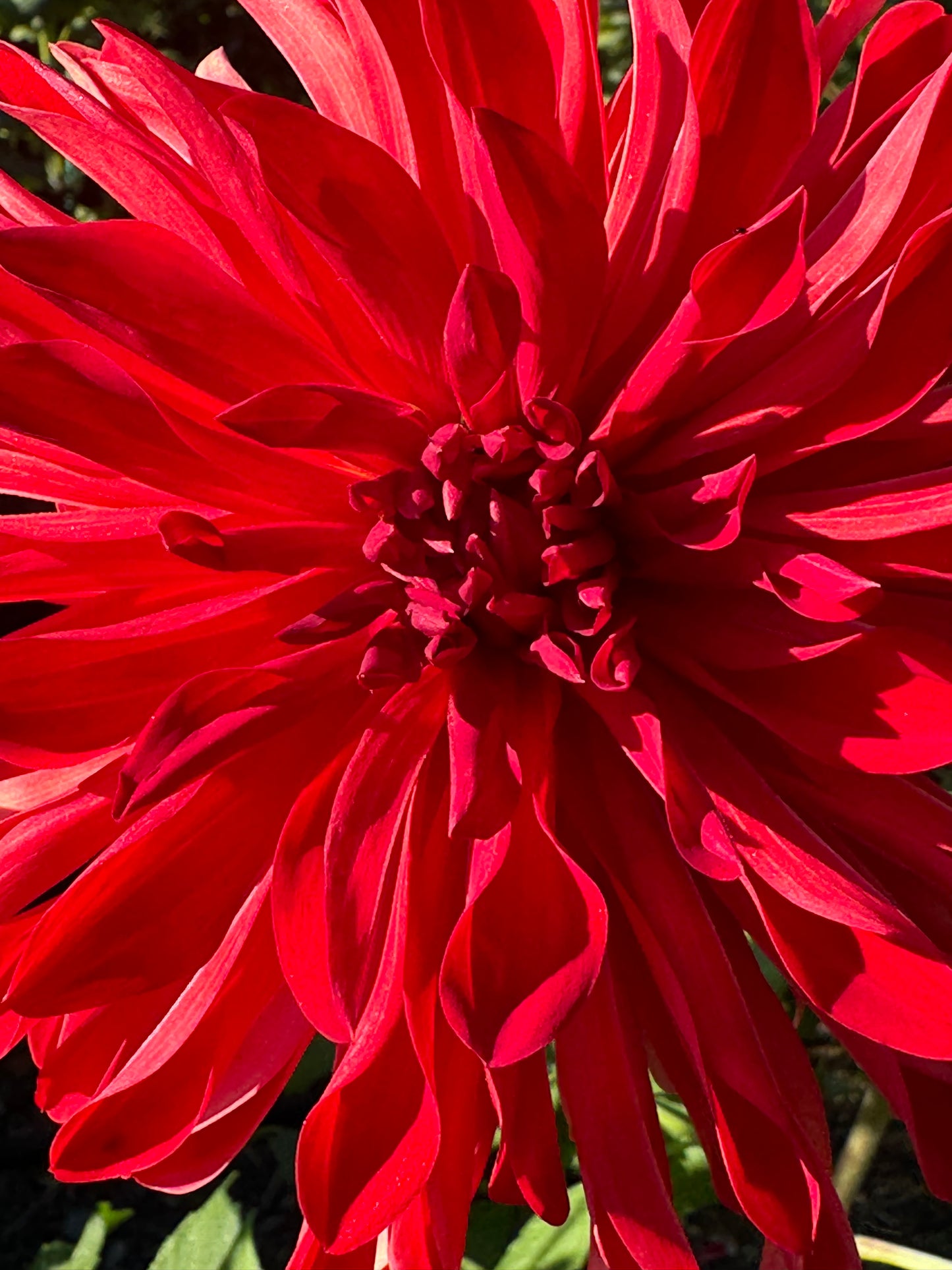 Bloomquist Umbrella Dahlia