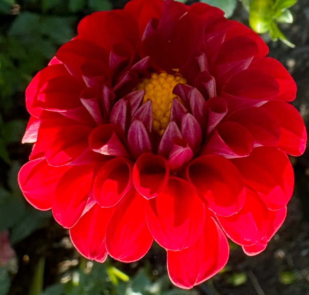 Bloomquist Handy Dahlia