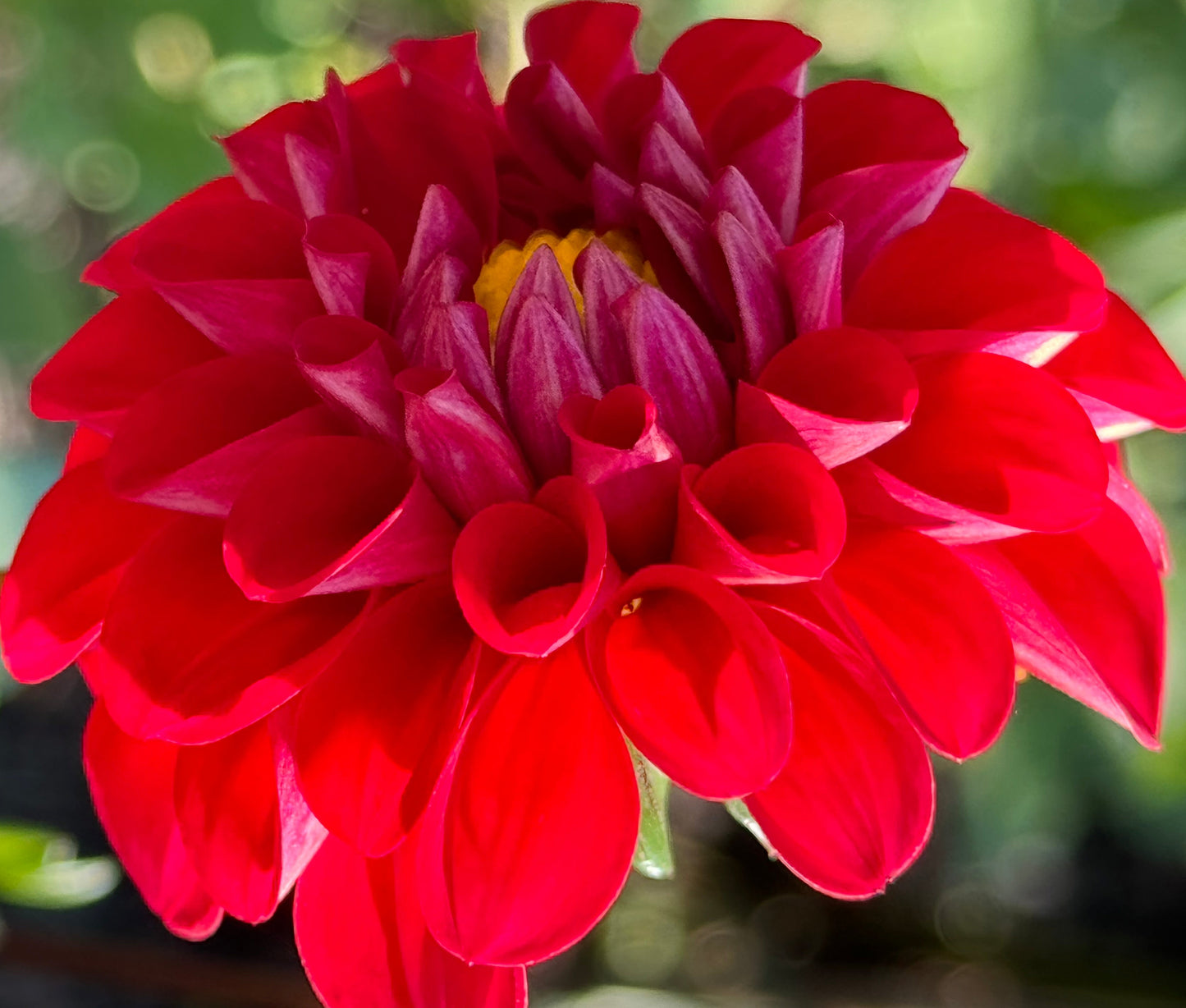 Bloomquist Handy Dahlia