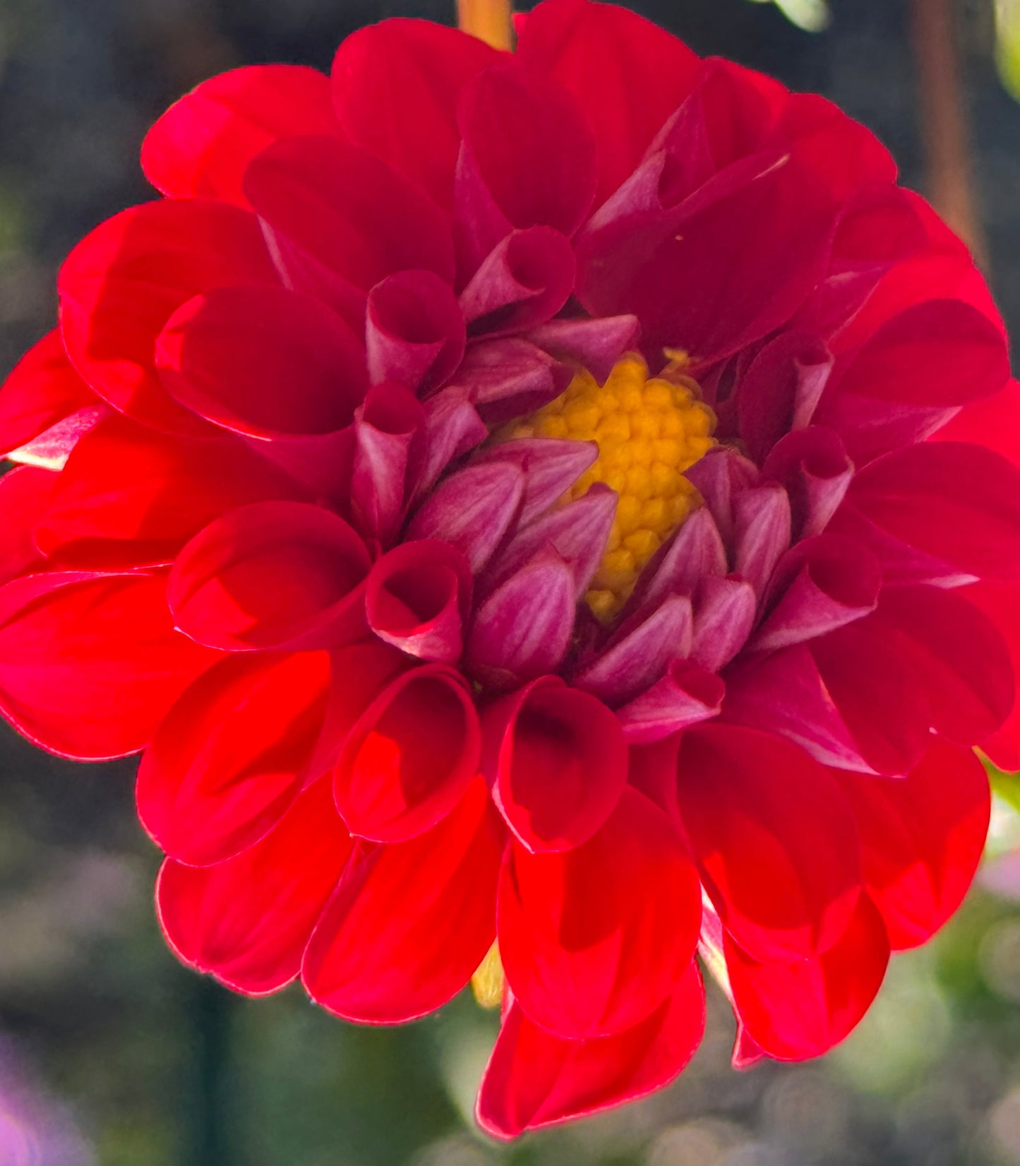 Bloomquist Handy Dahlia