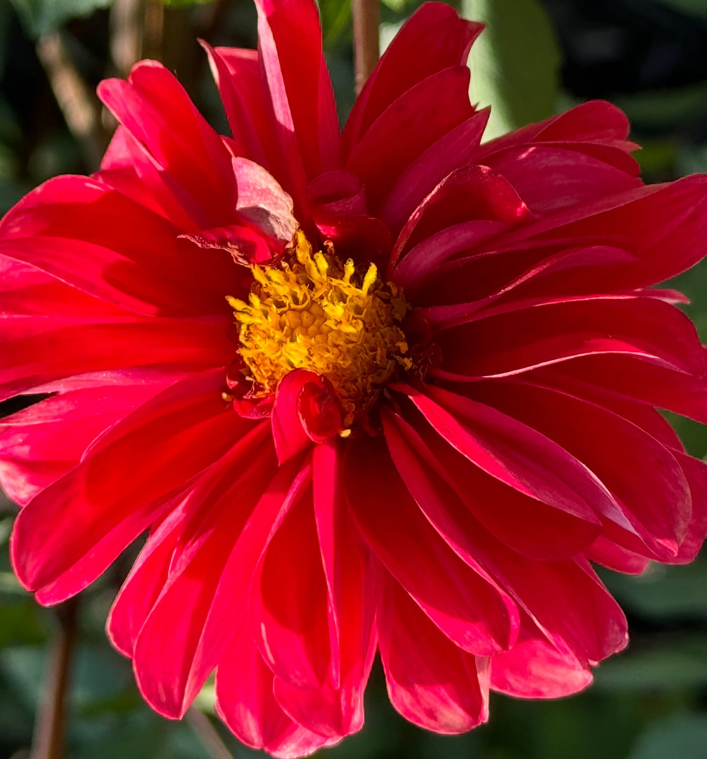 Bloomquist Handy Dahlia