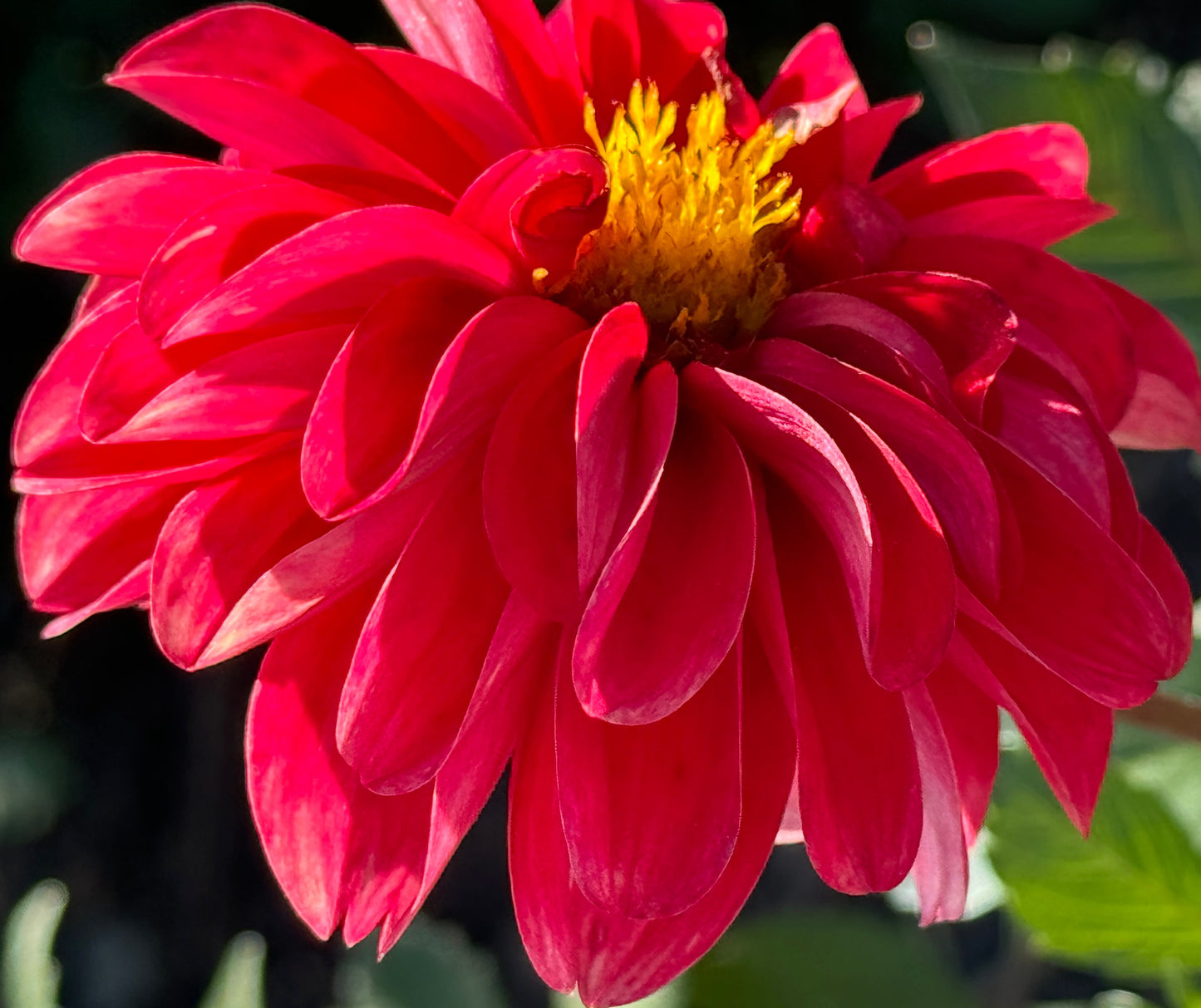 Bloomquist Handy Dahlia