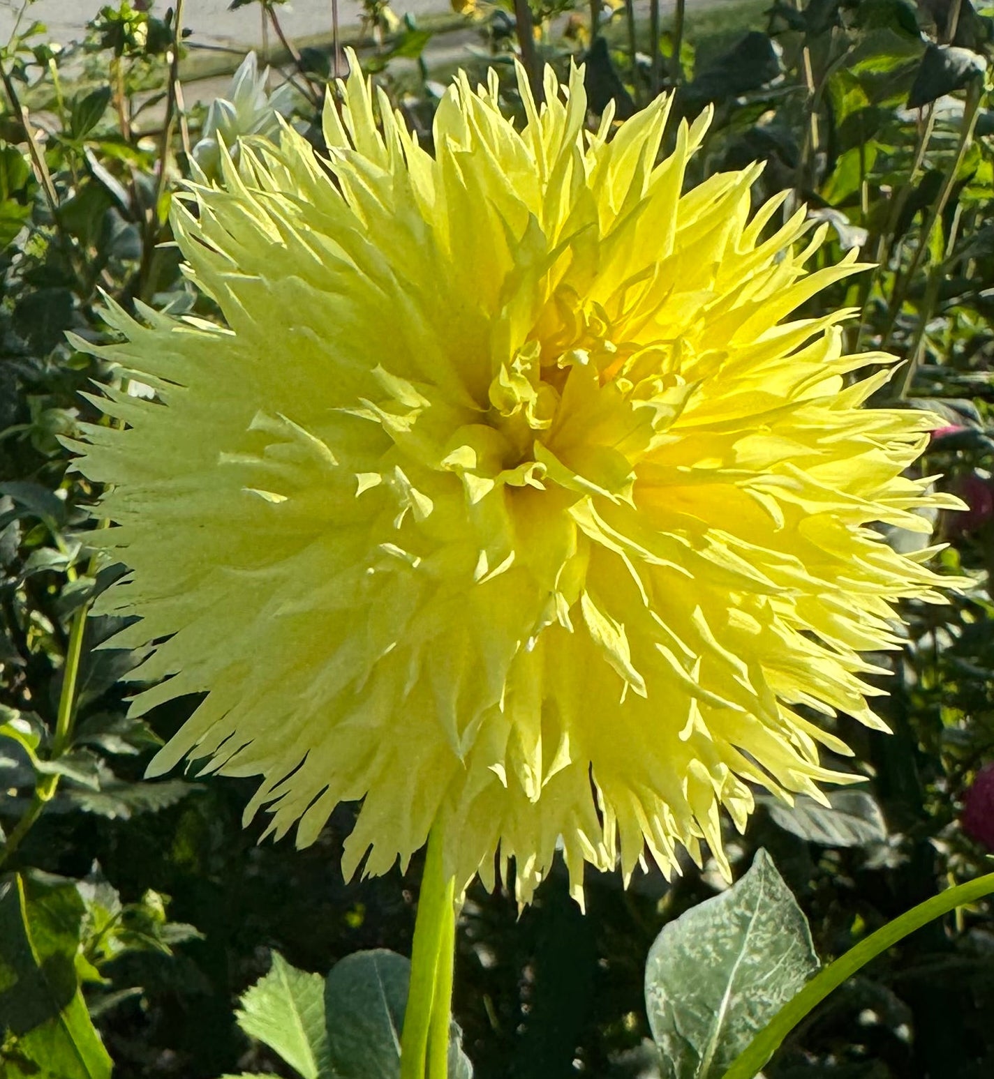 Colwood Anne Dahlia