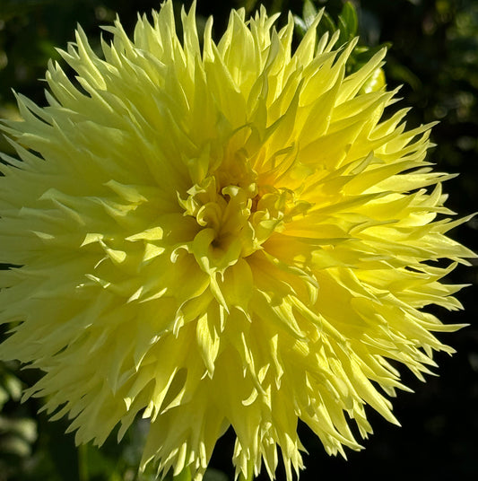 Colwood Anne Dahlia