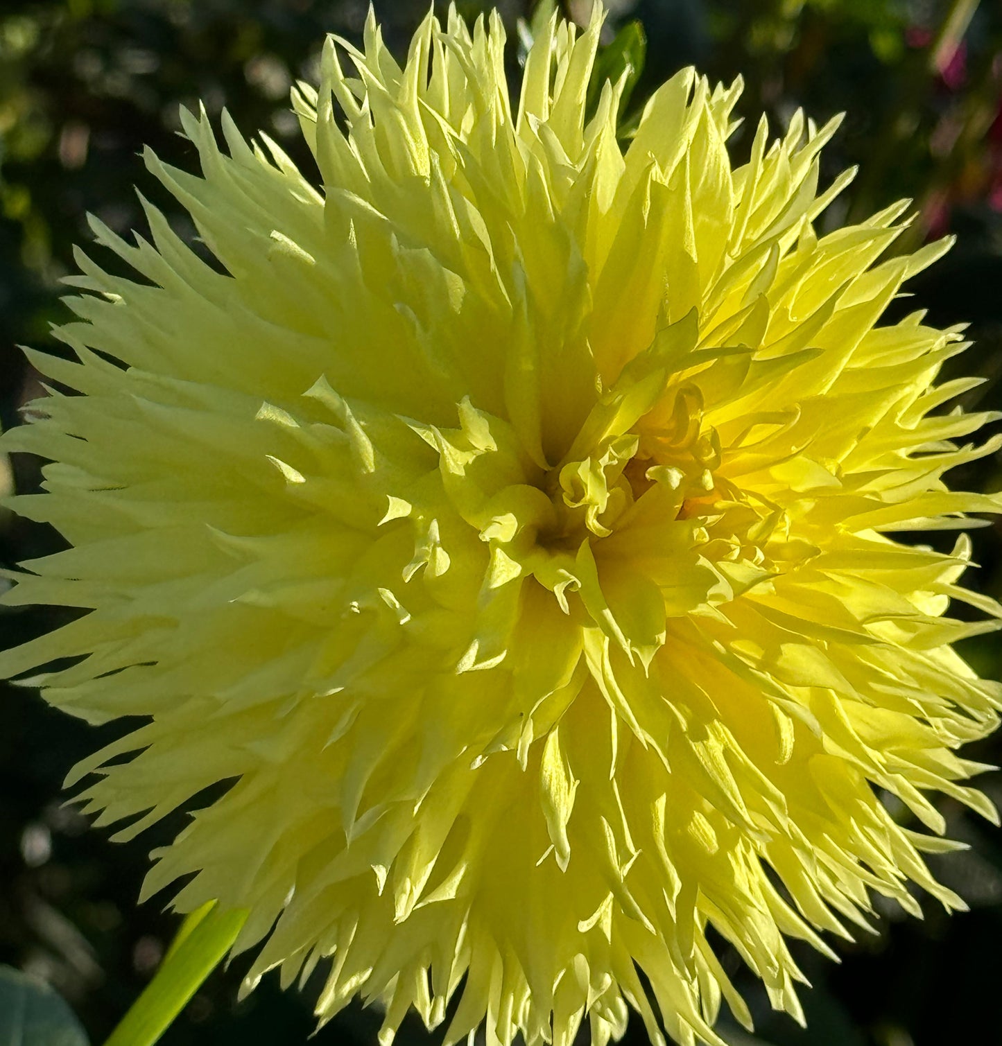 Colwood Anne Dahlia