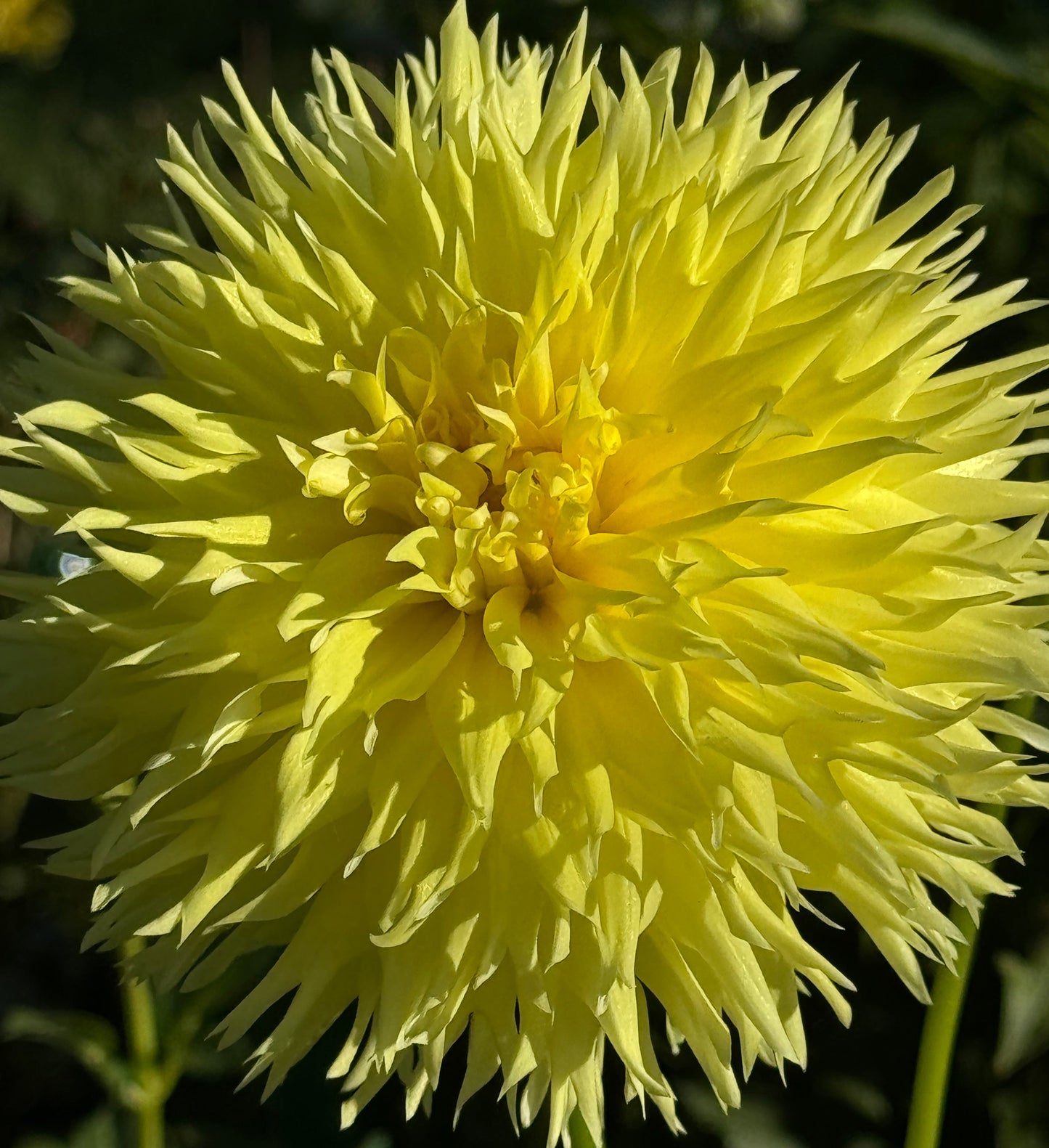 Colwood Anne Dahlia