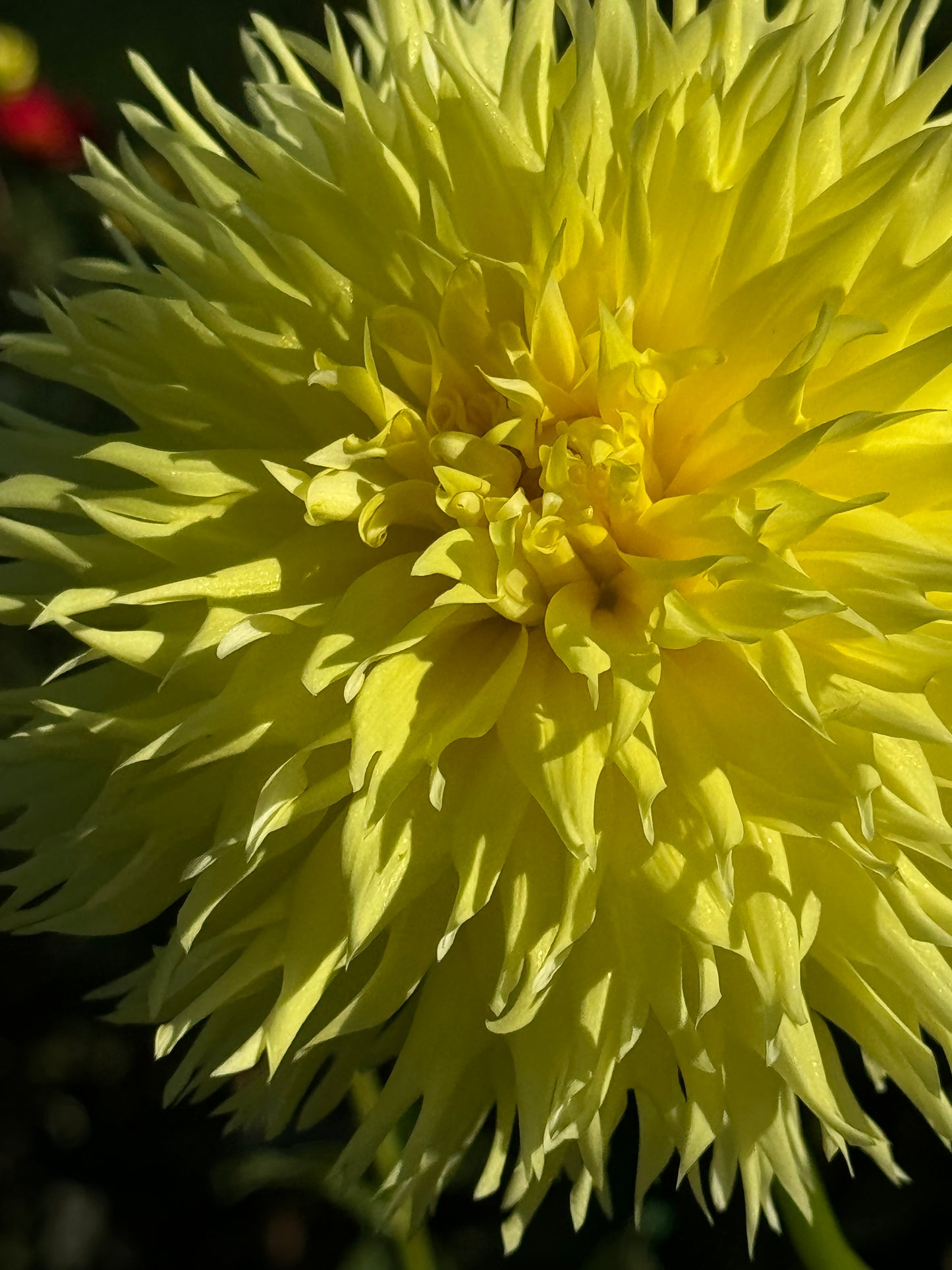 Colwood Anne Dahlia