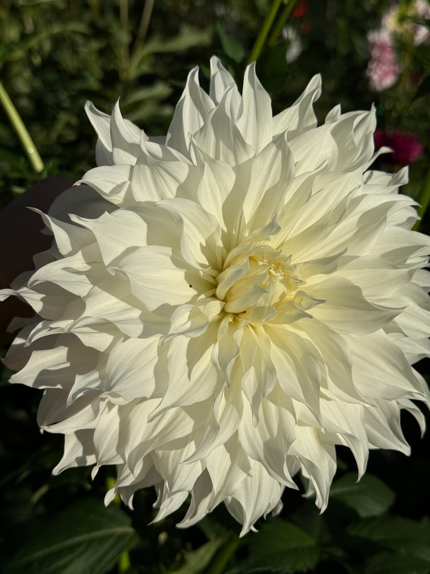Snowbound Dahlia
