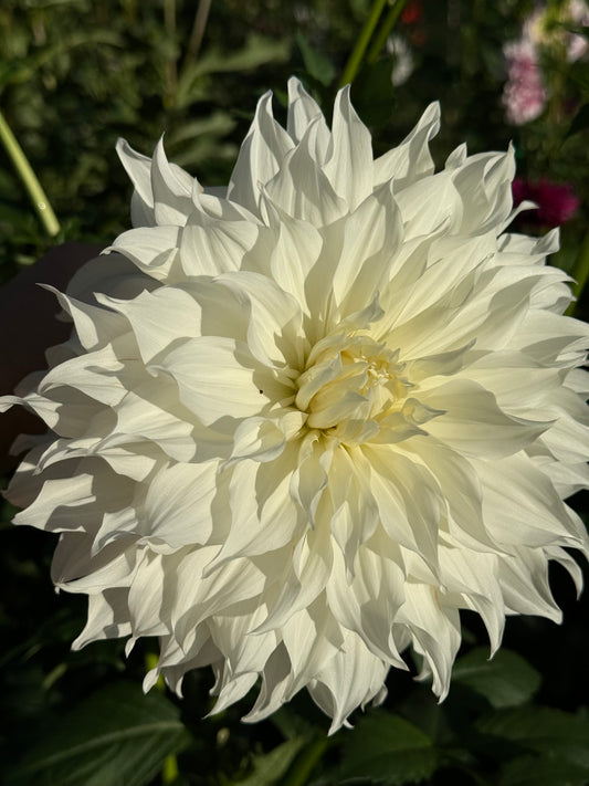 Snowbound Dahlia