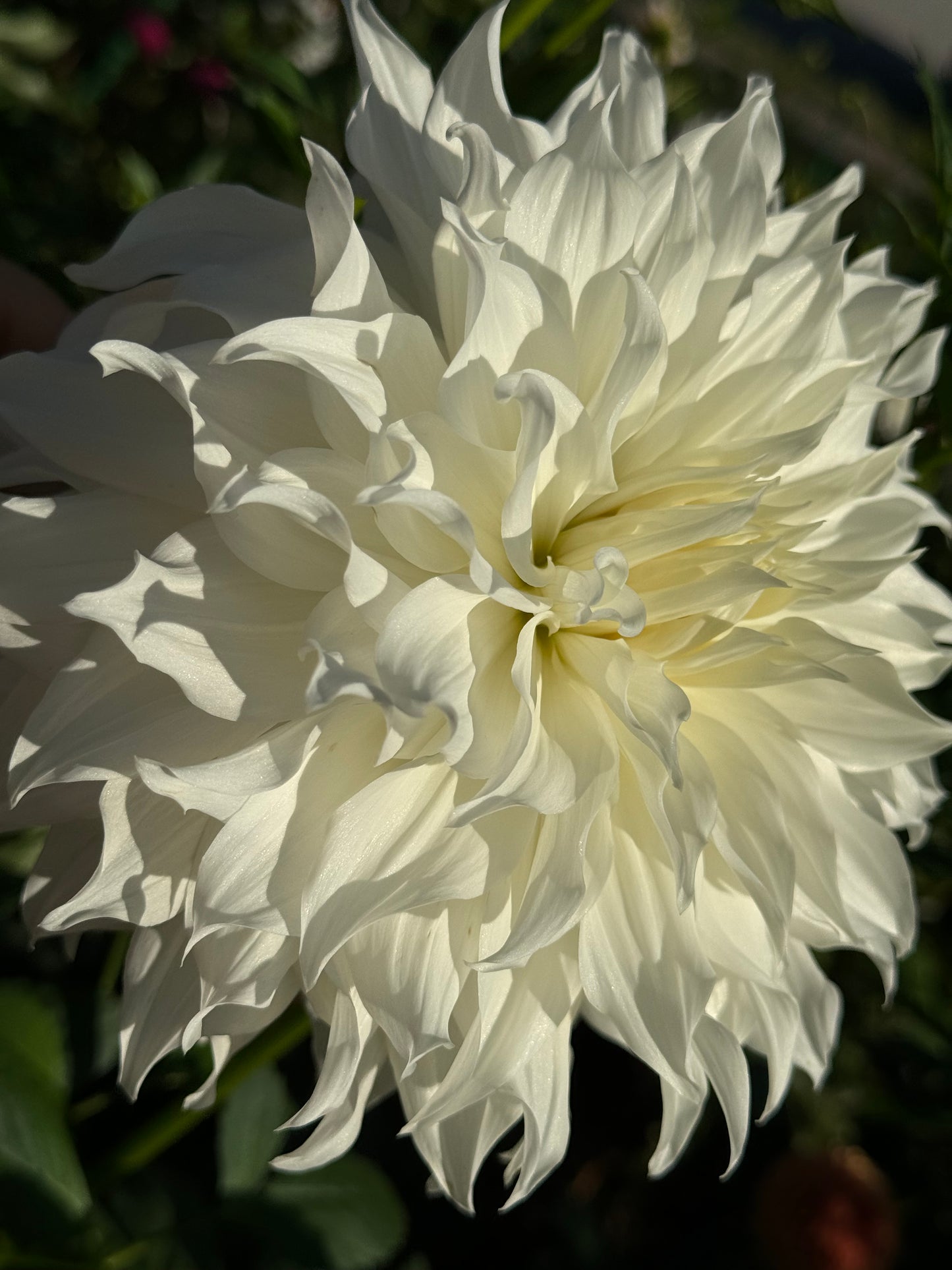 Snowbound Dahlia