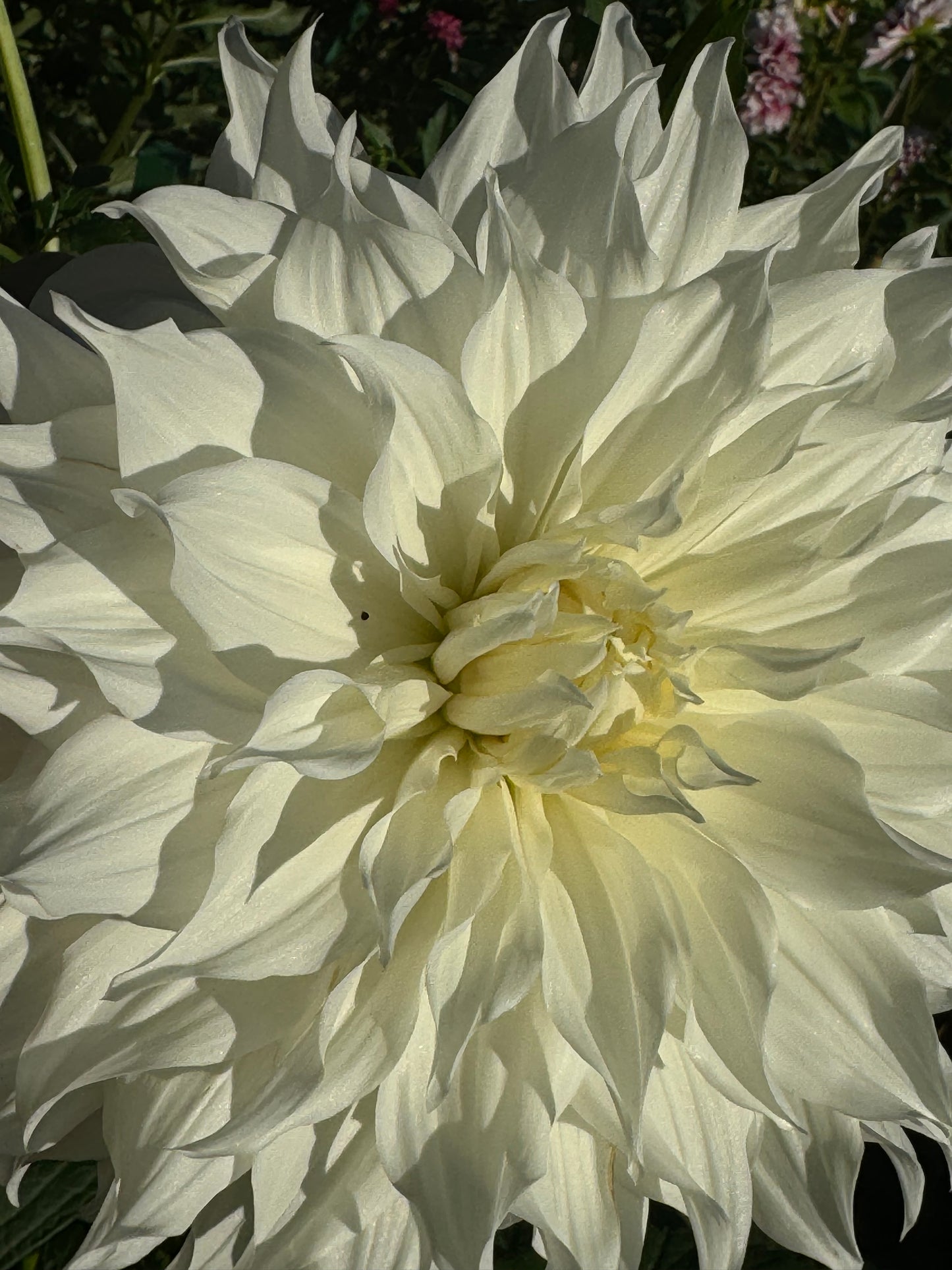 Snowbound Dahlia