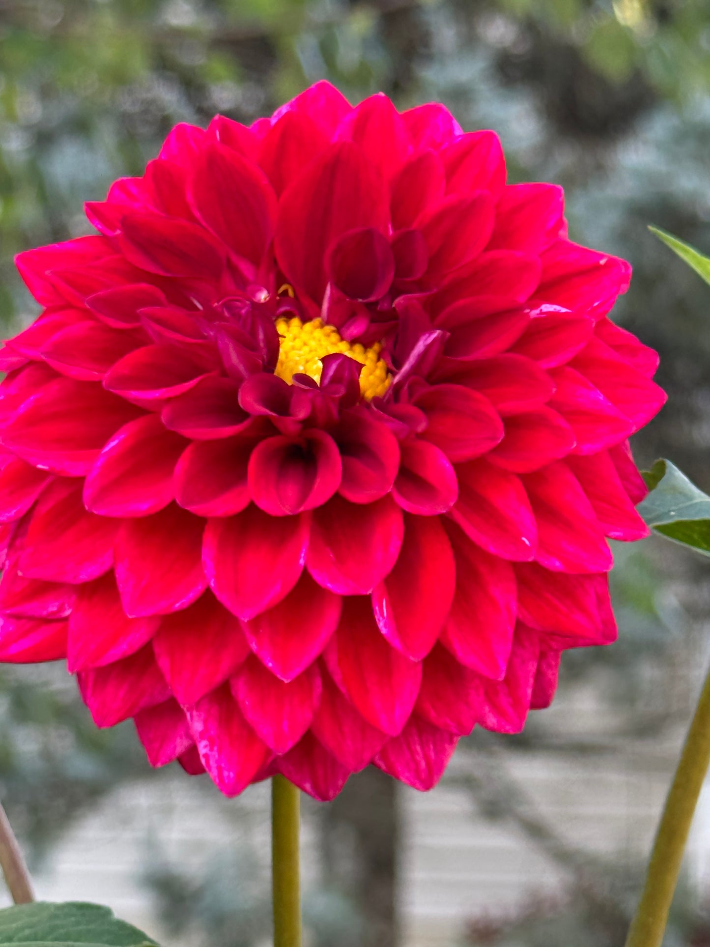 Elks Twitterpation Dahlia