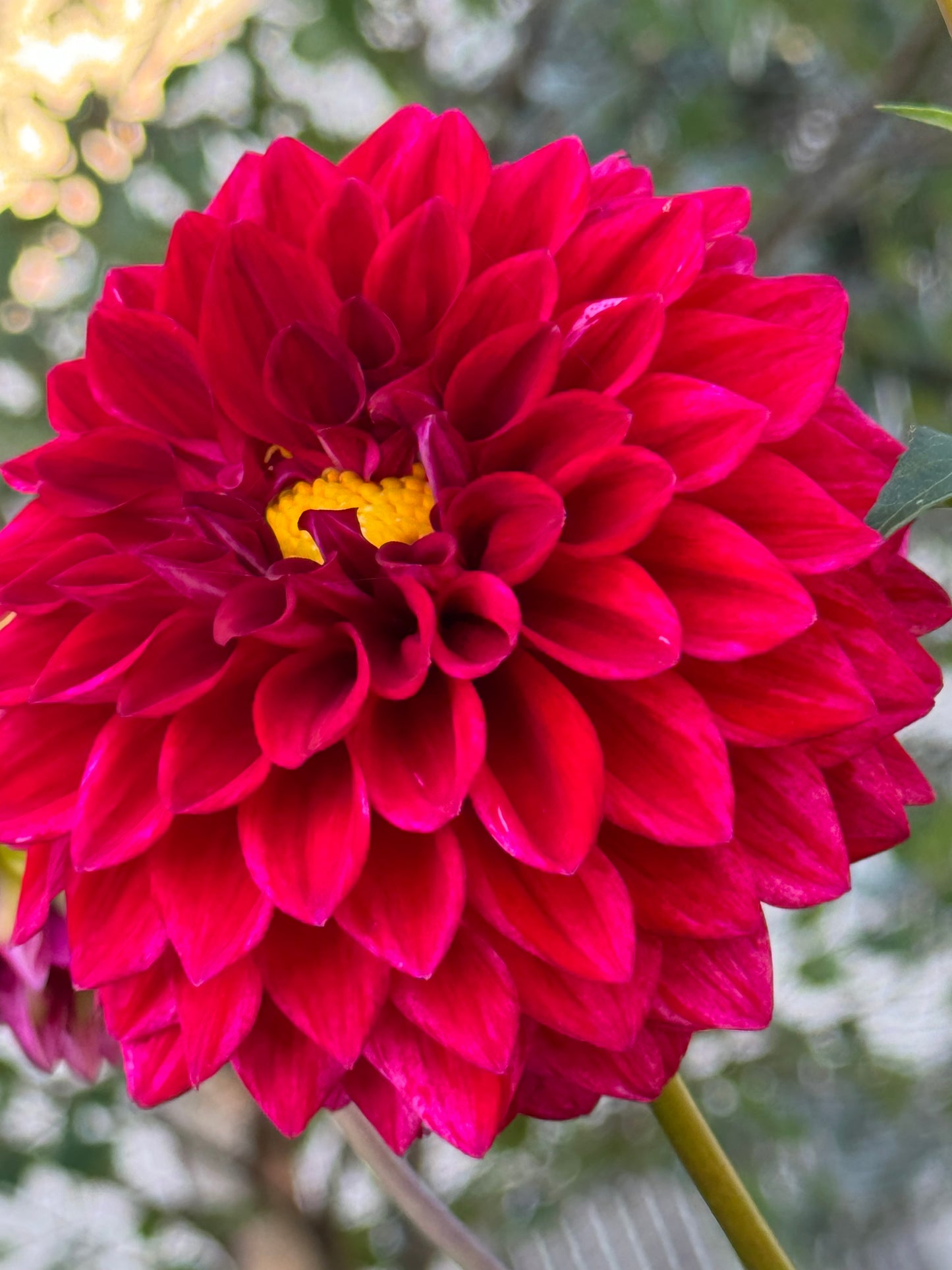 Elks Twitterpation Dahlia