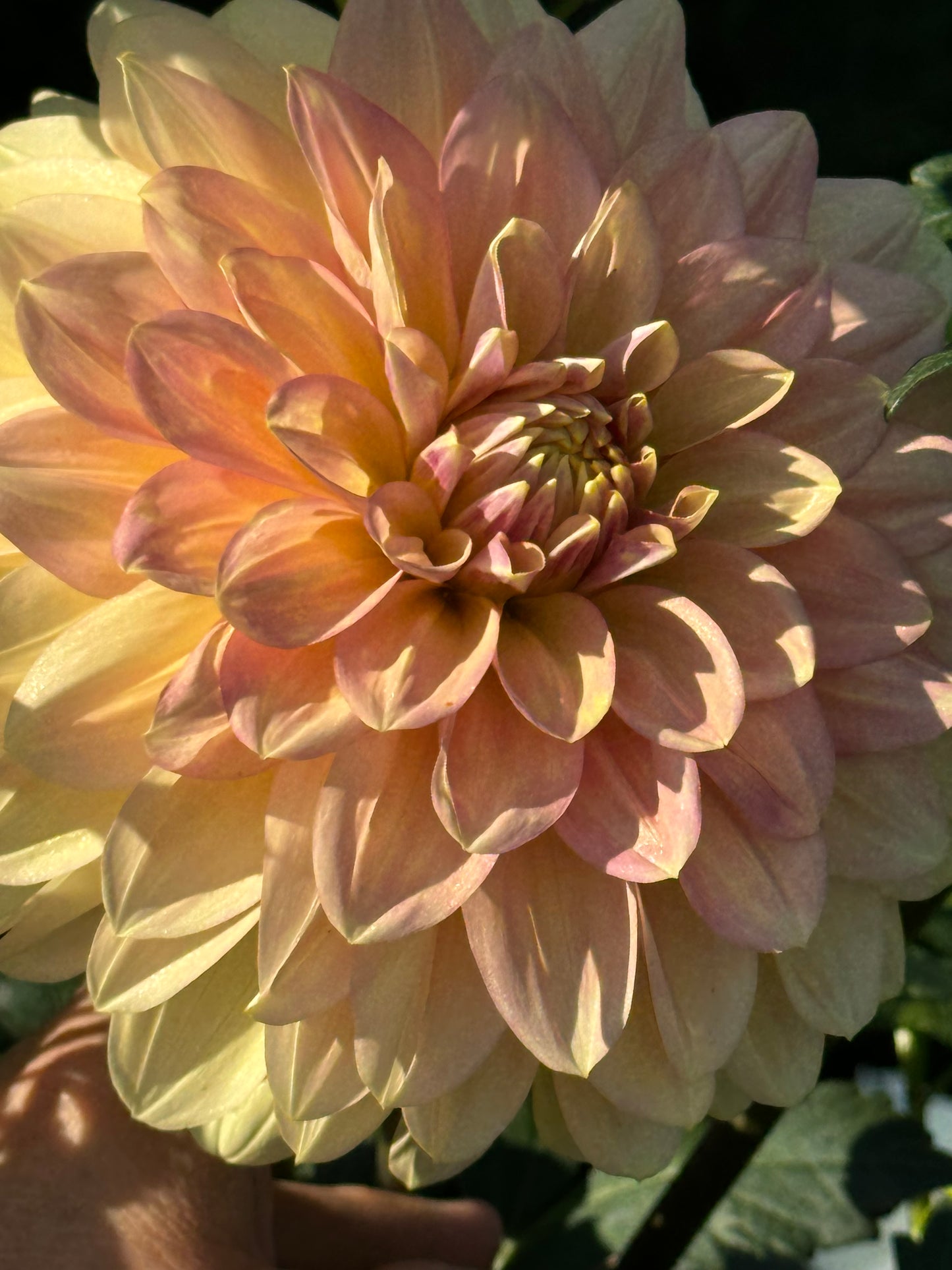 Windhaven Blush Dahlia