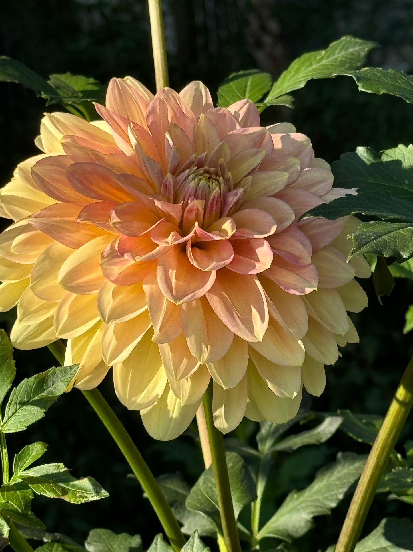 Windhaven Blush Dahlia