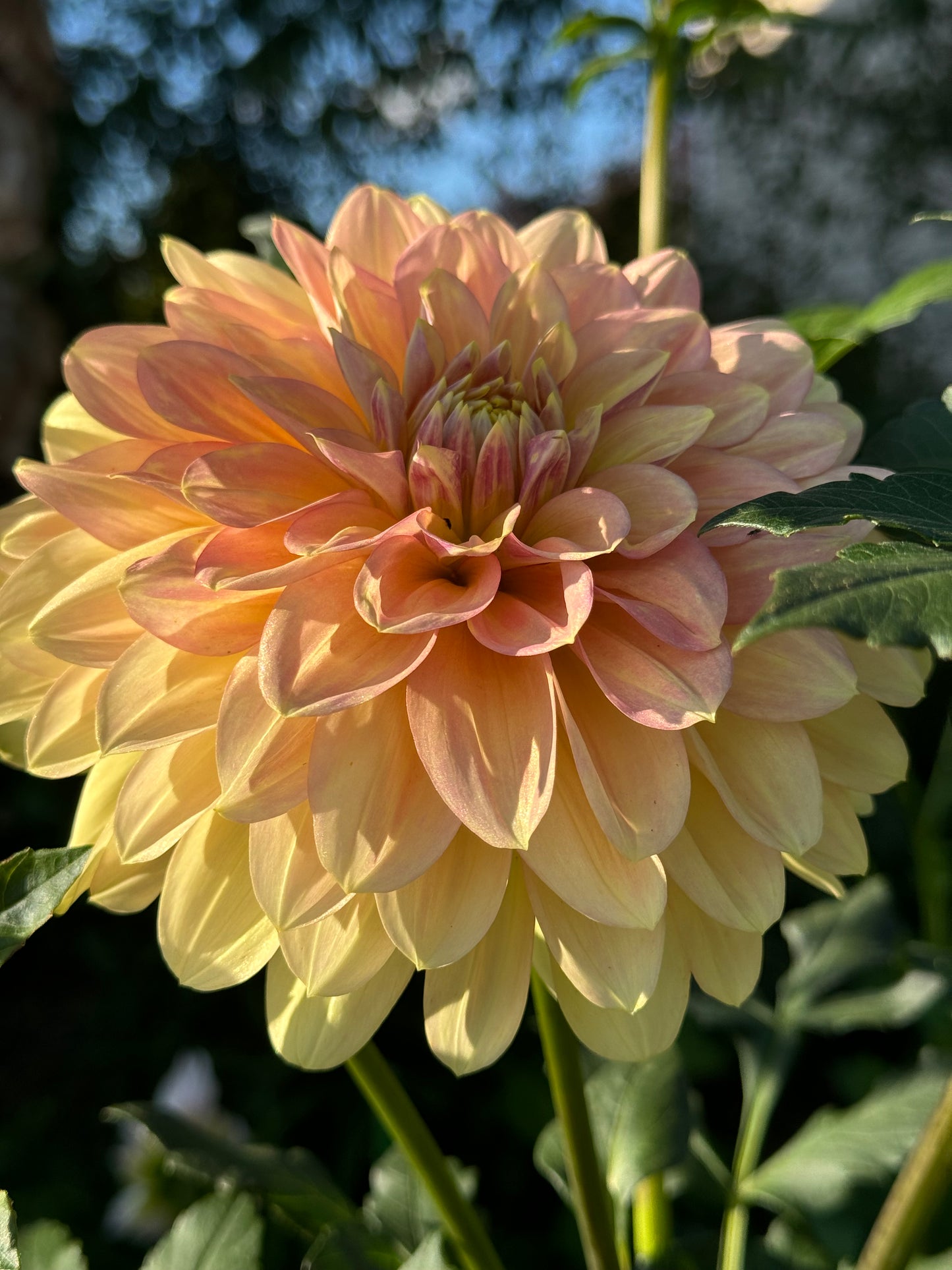 Windhaven Blush Dahlia