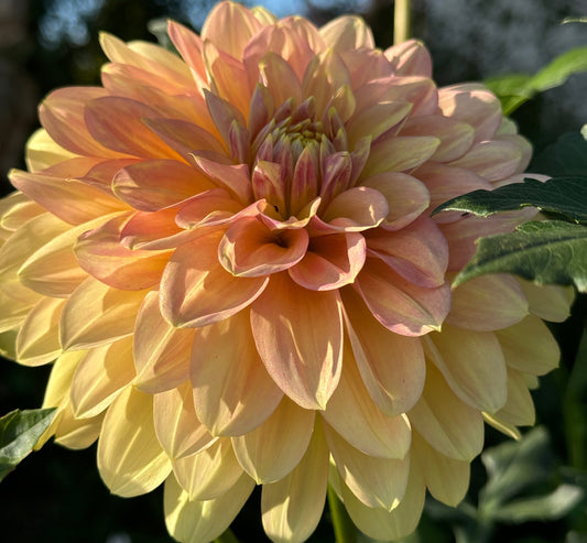 Windhaven Blush Dahlia