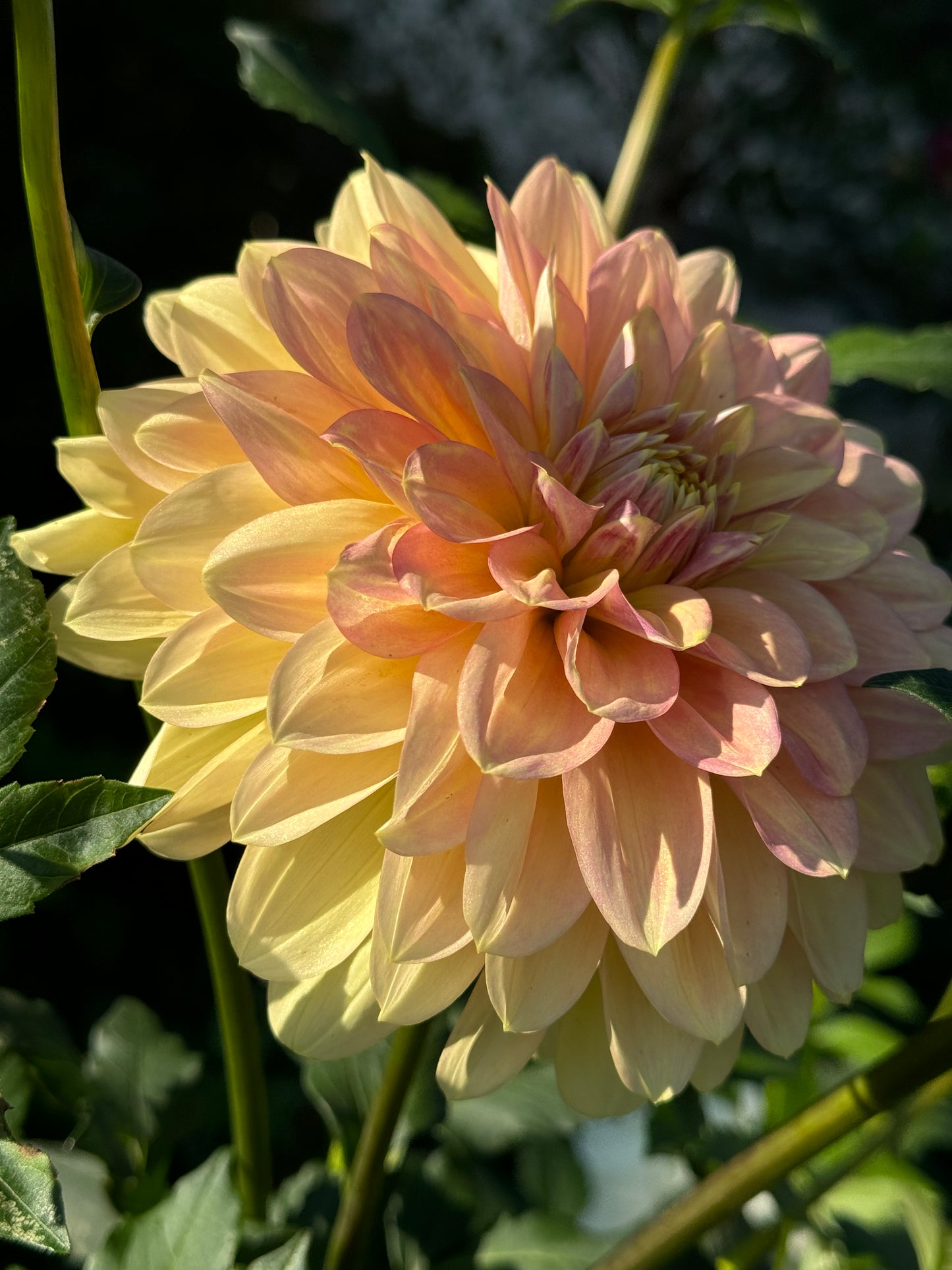 Windhaven Blush Dahlia