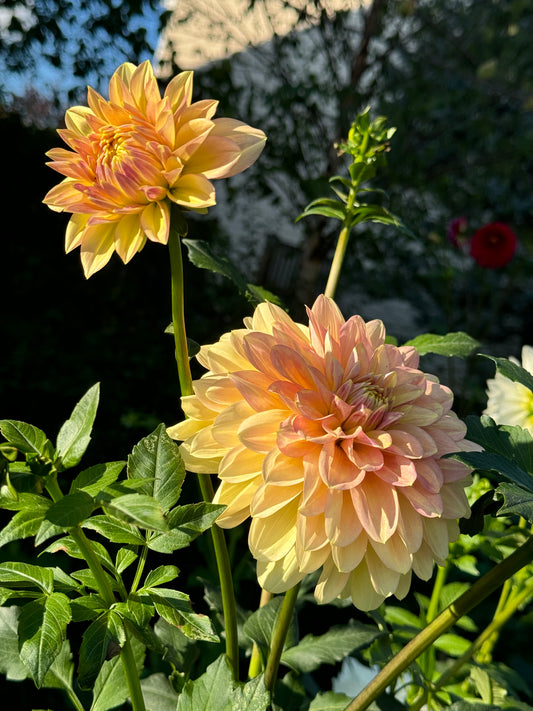 Windhaven Blush Dahlia