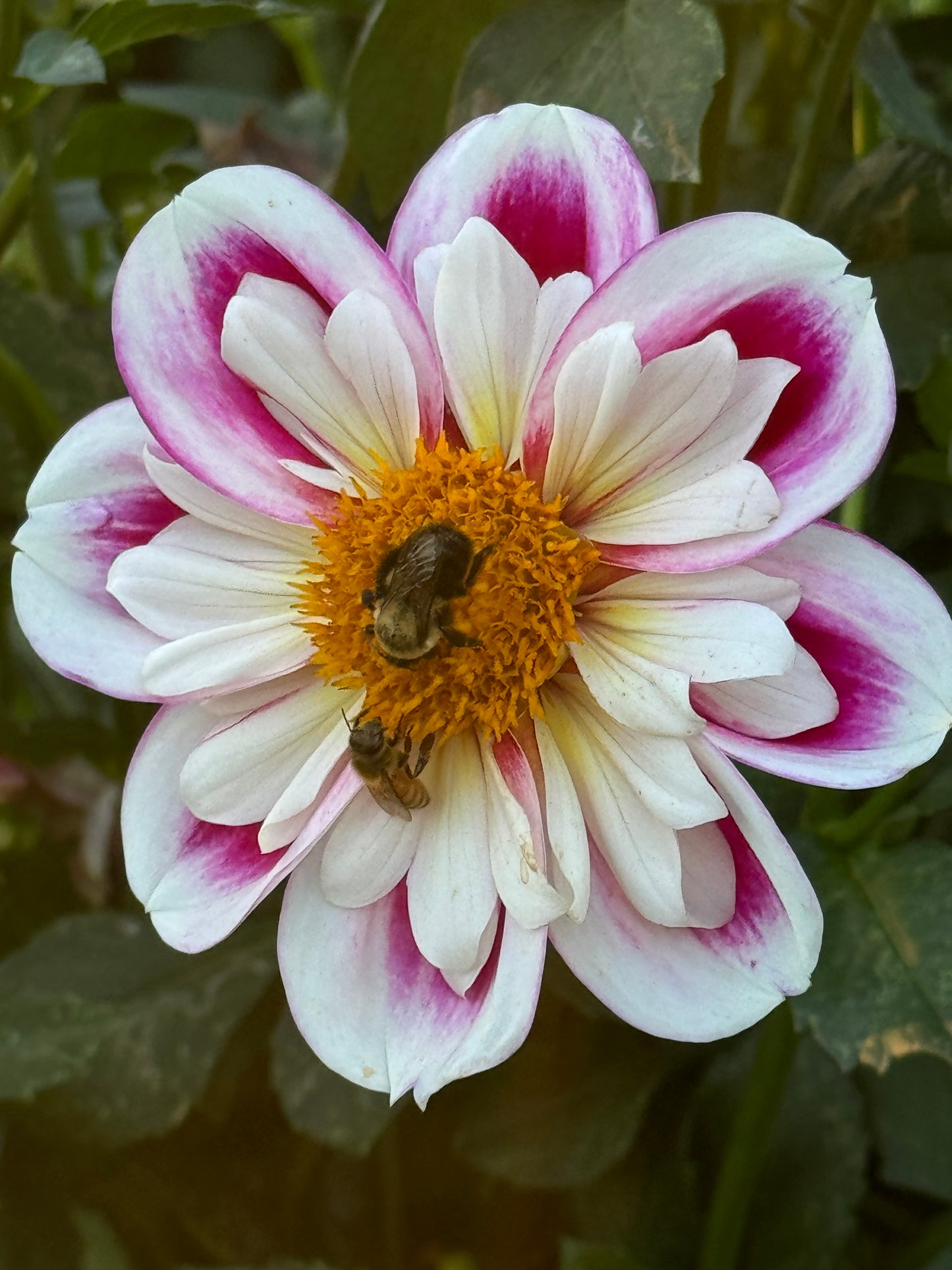 Bumble Rumble Dahlia