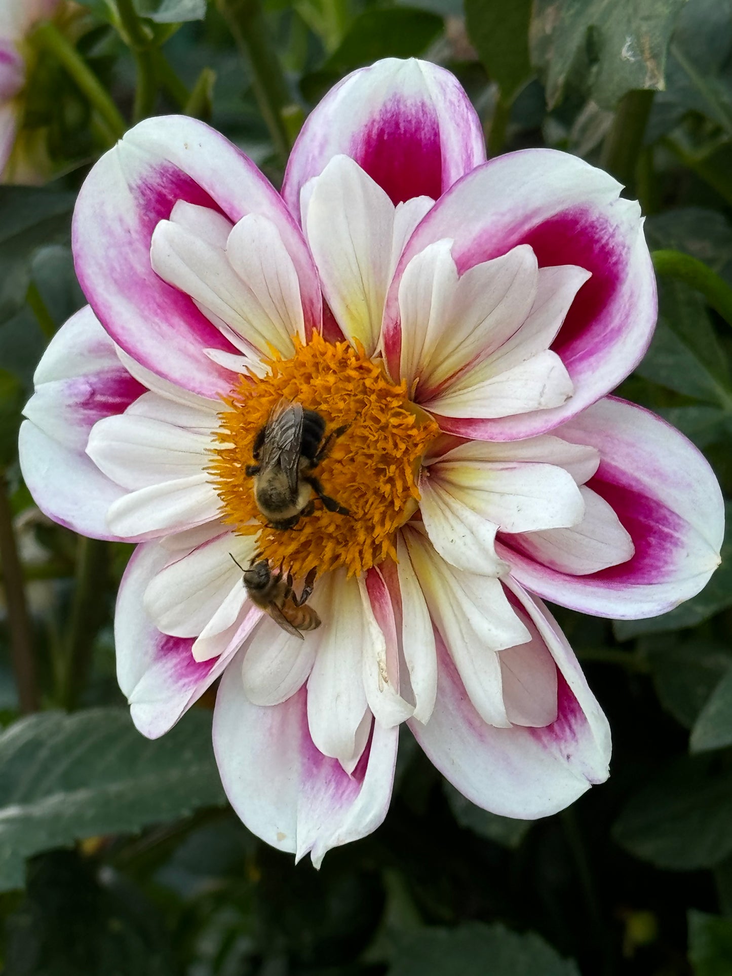 Bumble Rumble Dahlia