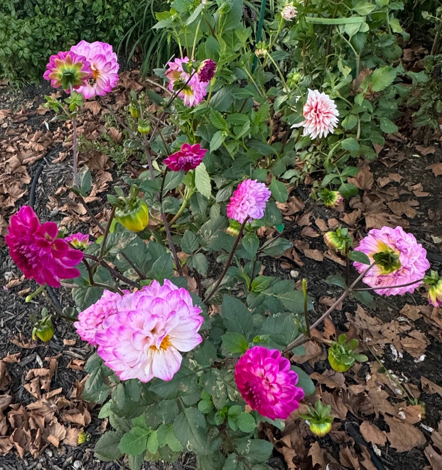 Bloomquist Valiant Dahlia