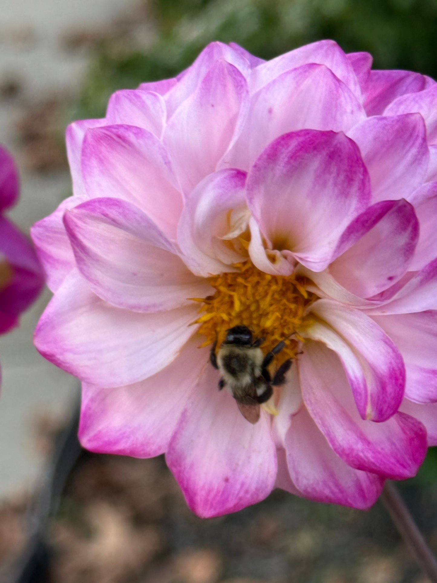 Bloomquist Valiant Dahlia