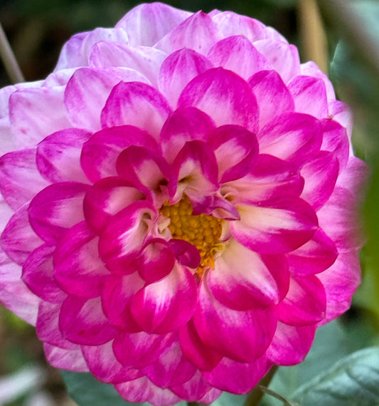 Bloomquist Valiant Dahlia