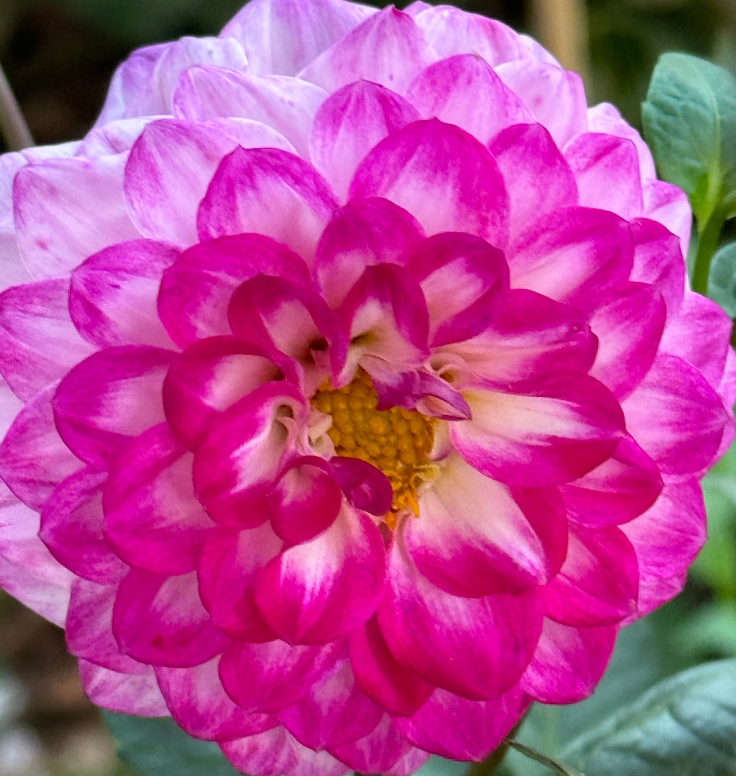 Bloomquist Valiant Dahlia