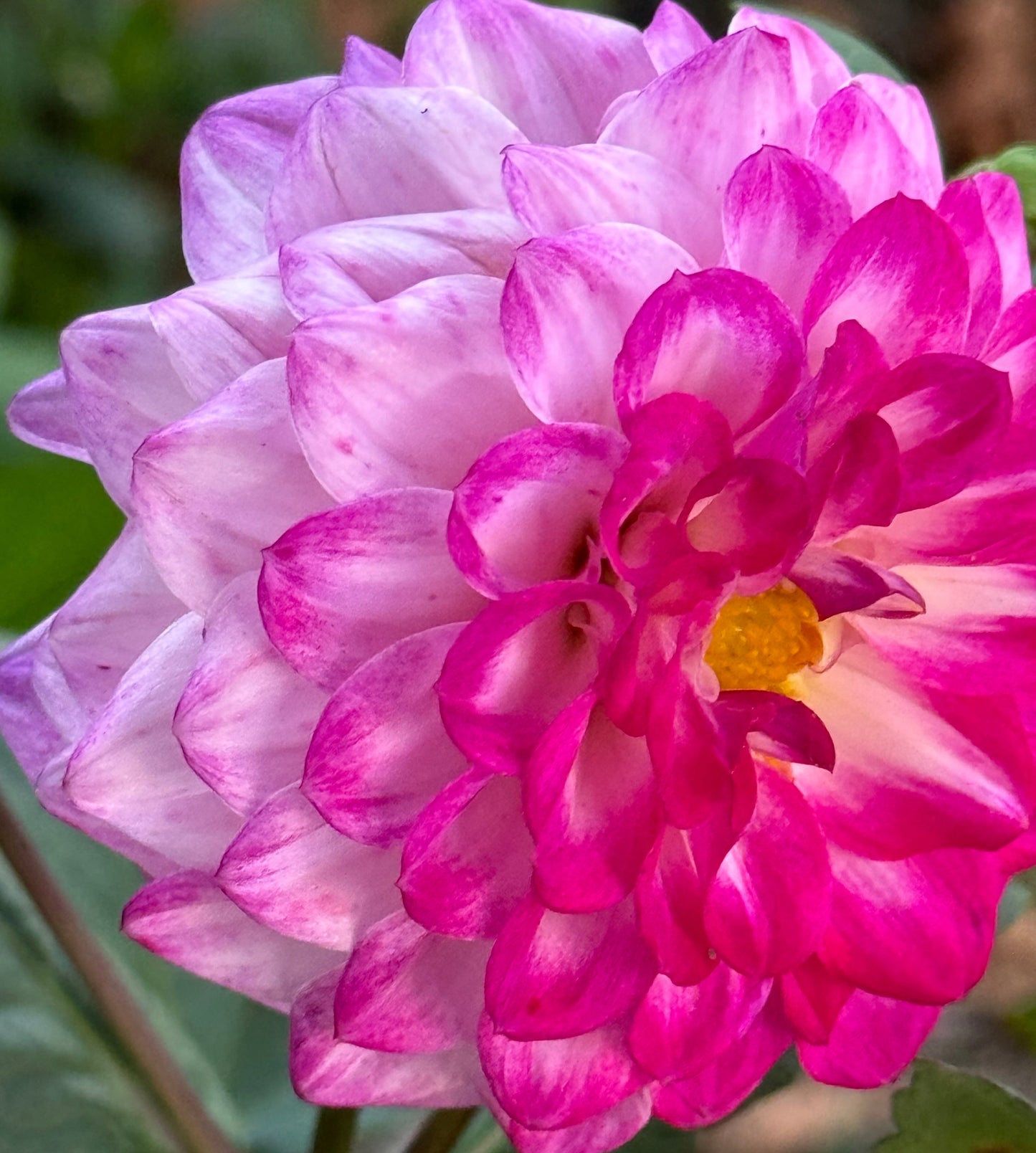 Bloomquist Valiant Dahlia