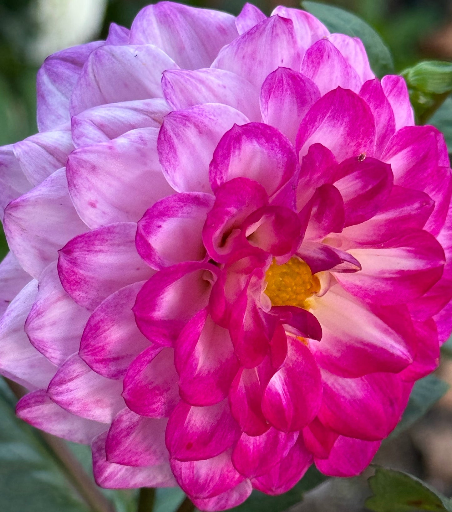 Bloomquist Valiant Dahlia