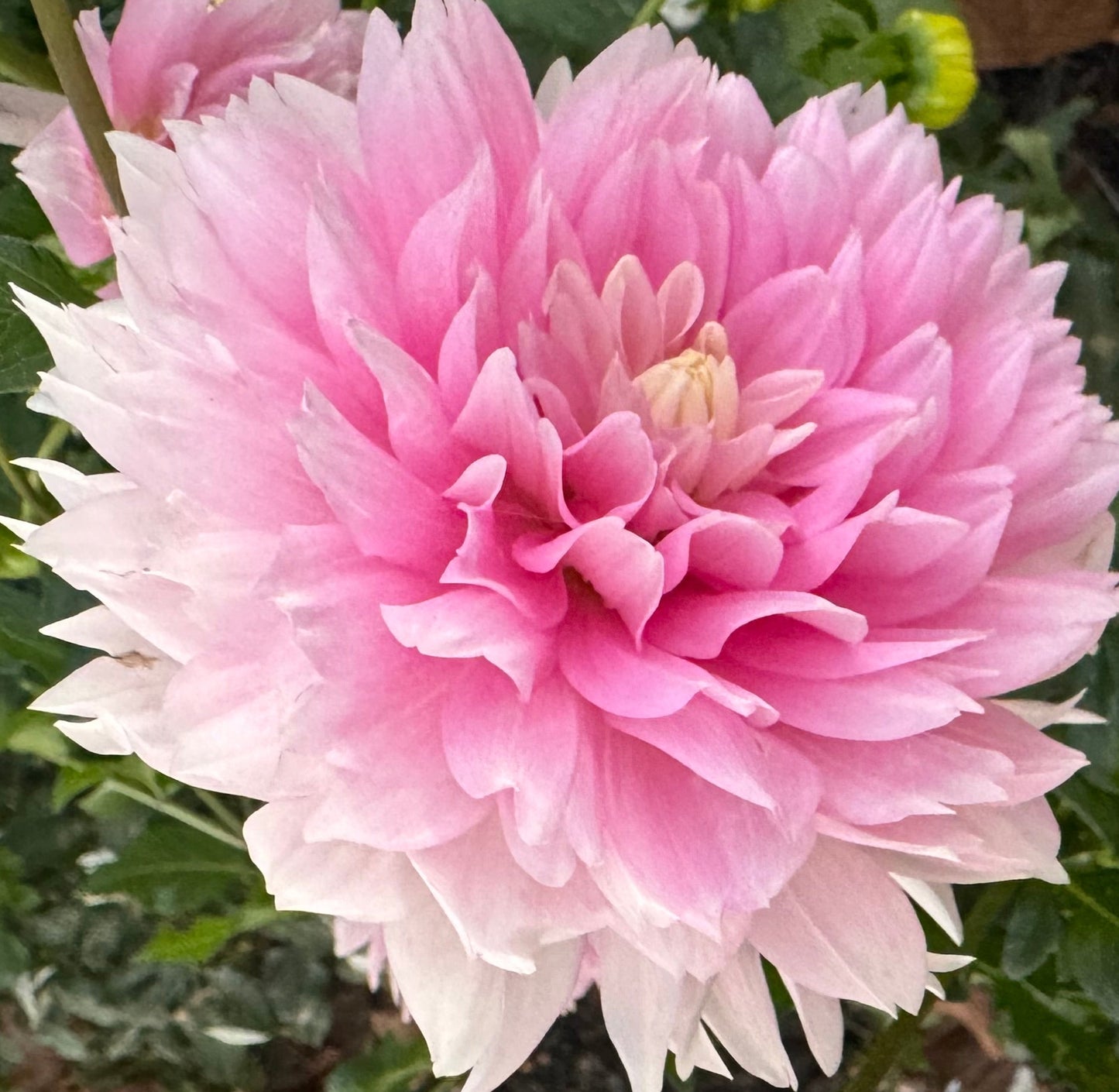 Lovely Veronika Dahlia