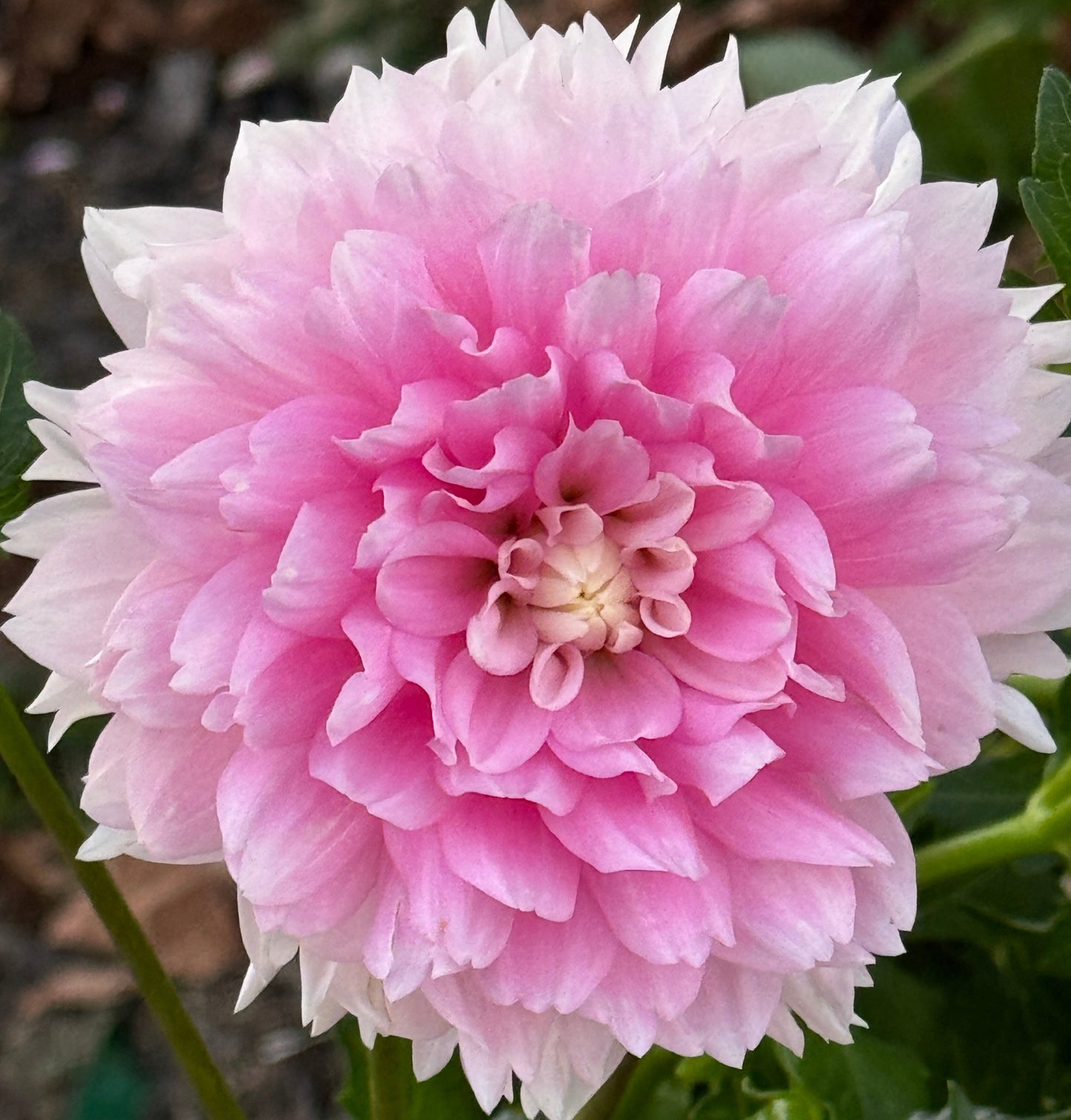 Lovely Veronika Dahlia