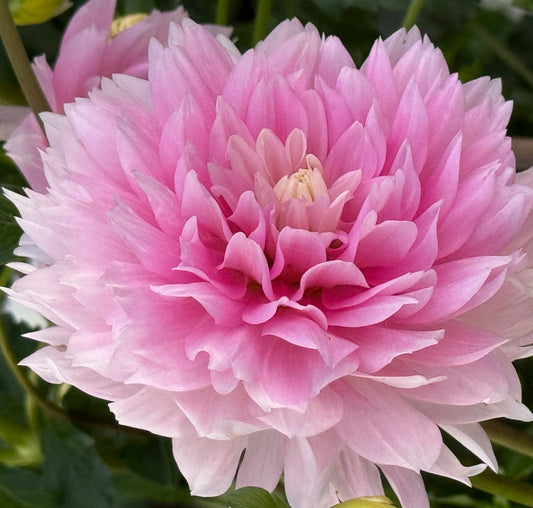 Lovely Veronika Dahlia