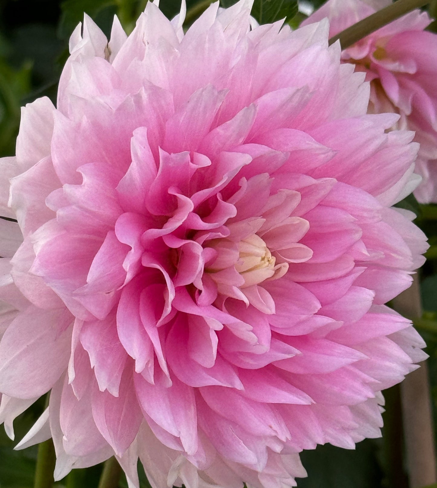 Lovely Veronika Dahlia