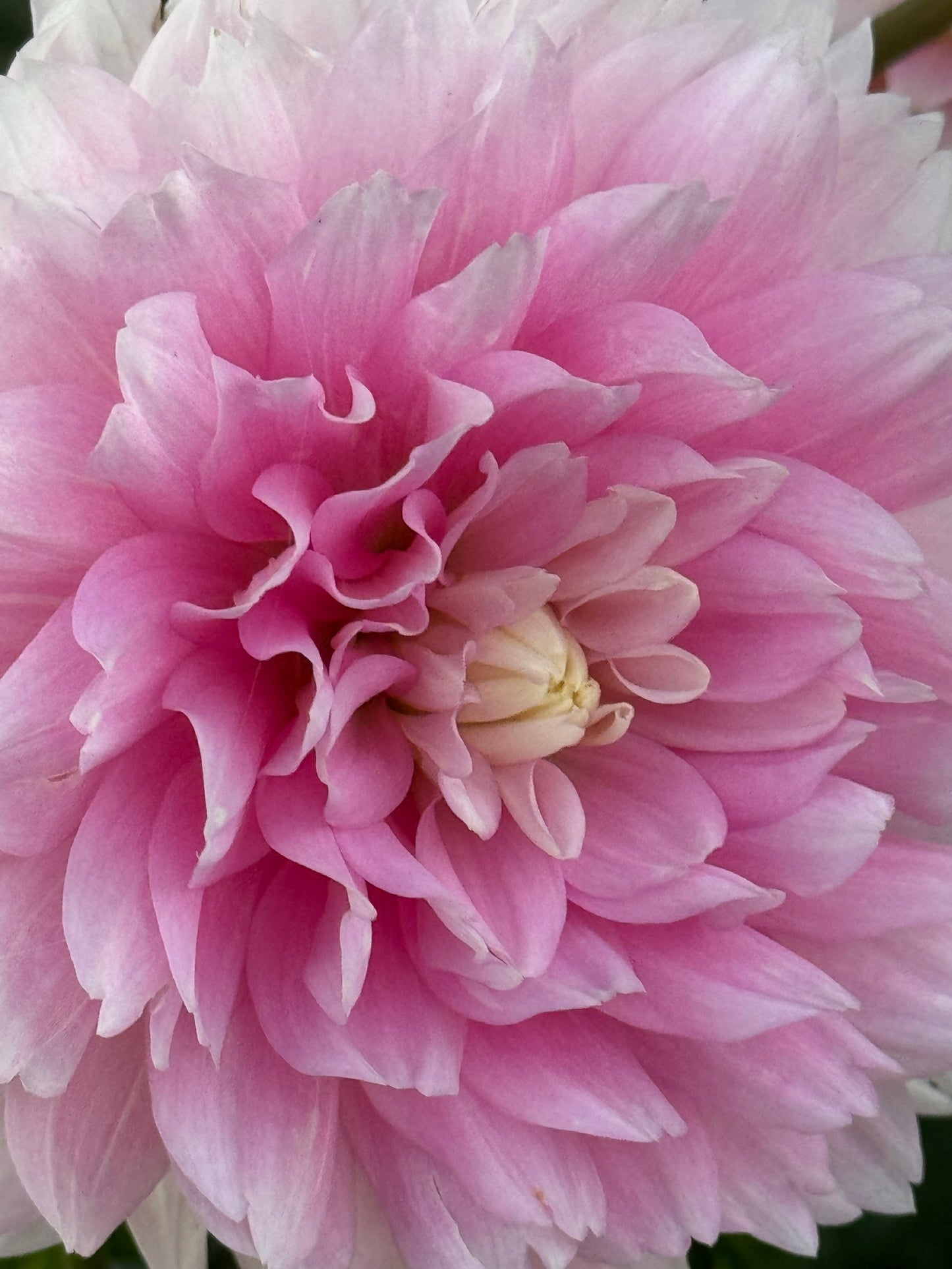 Lovely Veronika Dahlia