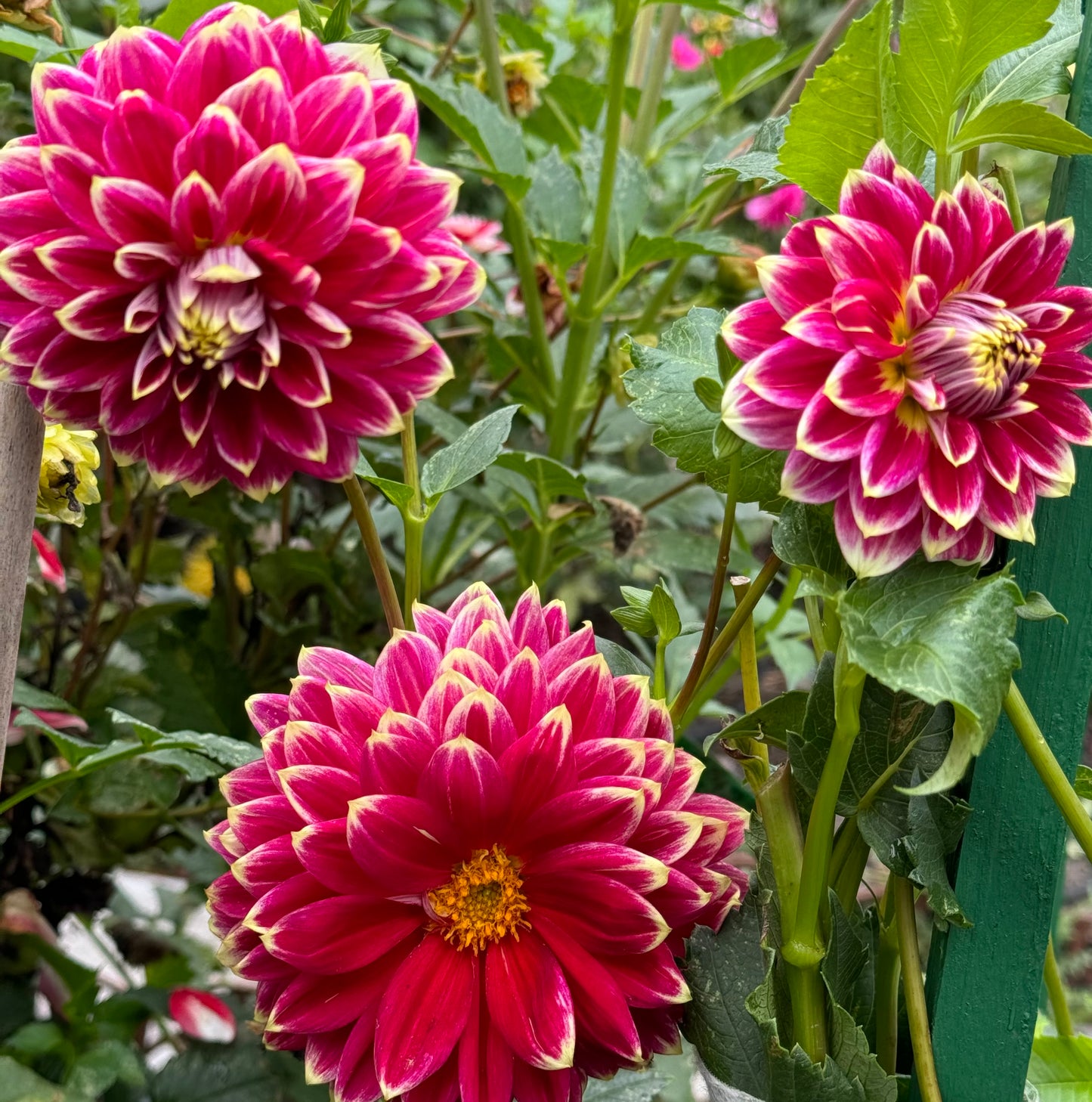 Maldini Dahlia