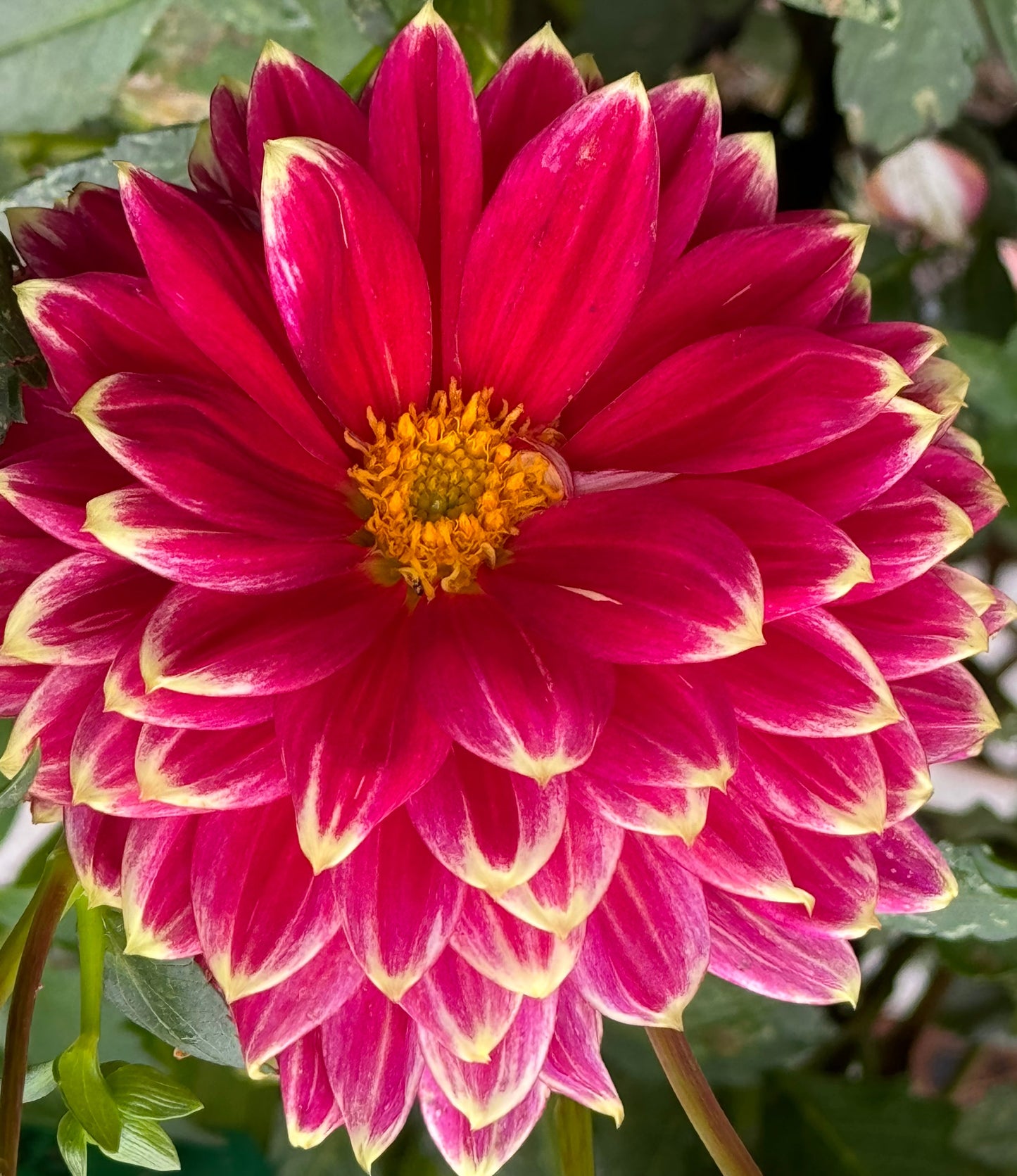 Maldini Dahlia