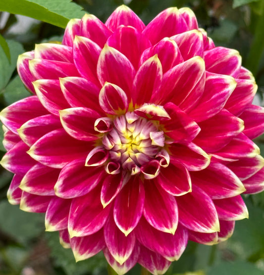 Maldini Dahlia