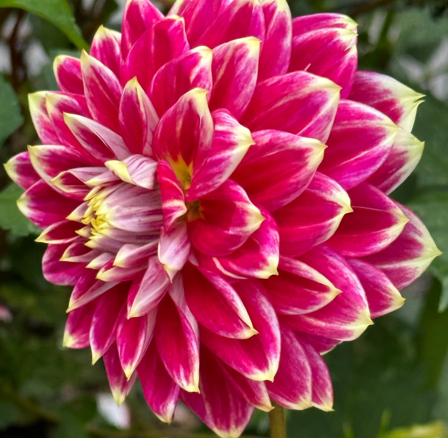 Maldini Dahlia