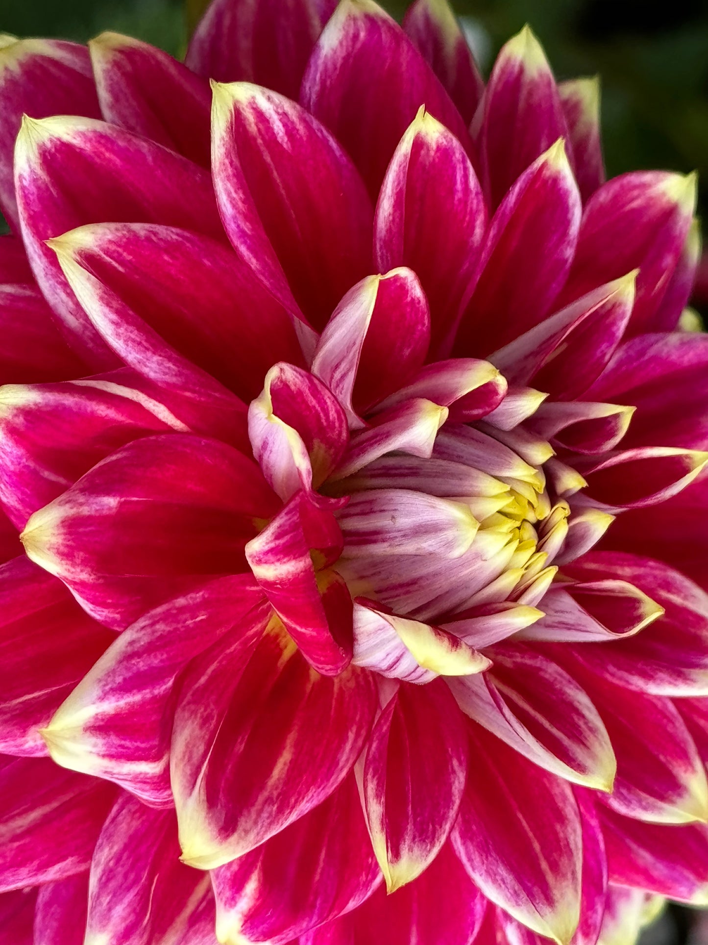 Maldini Dahlia