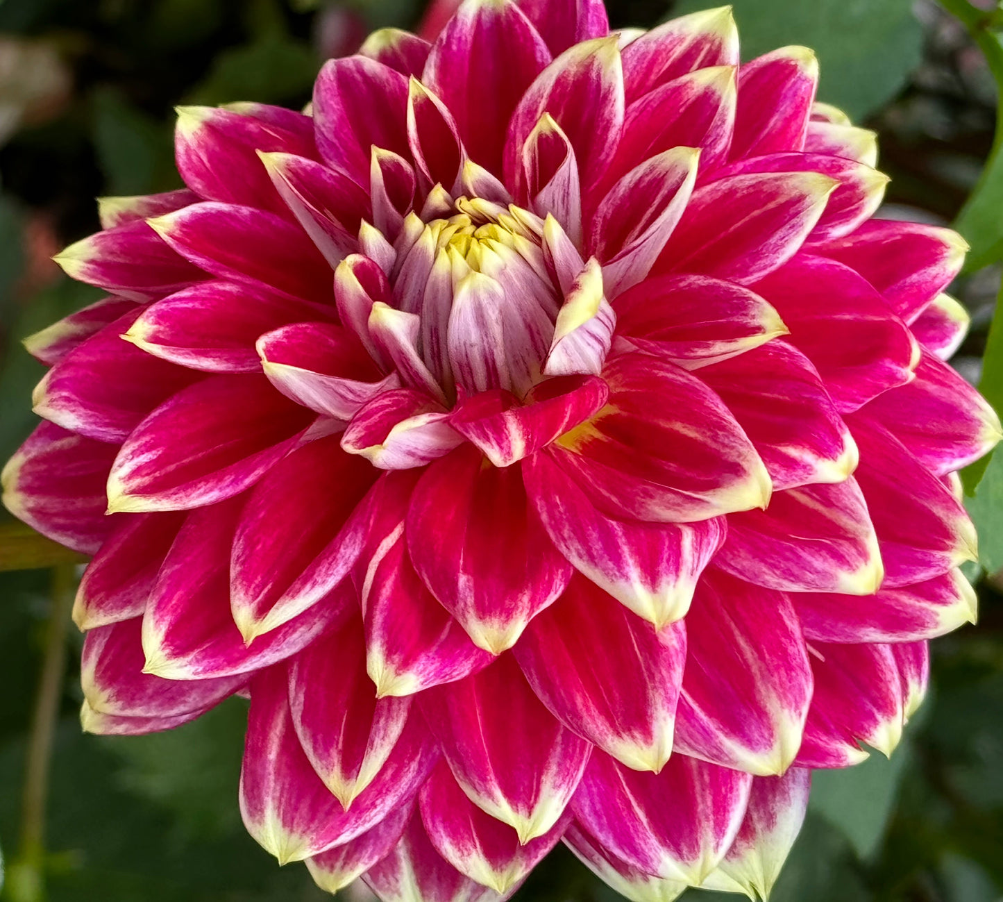 Maldini Dahlia