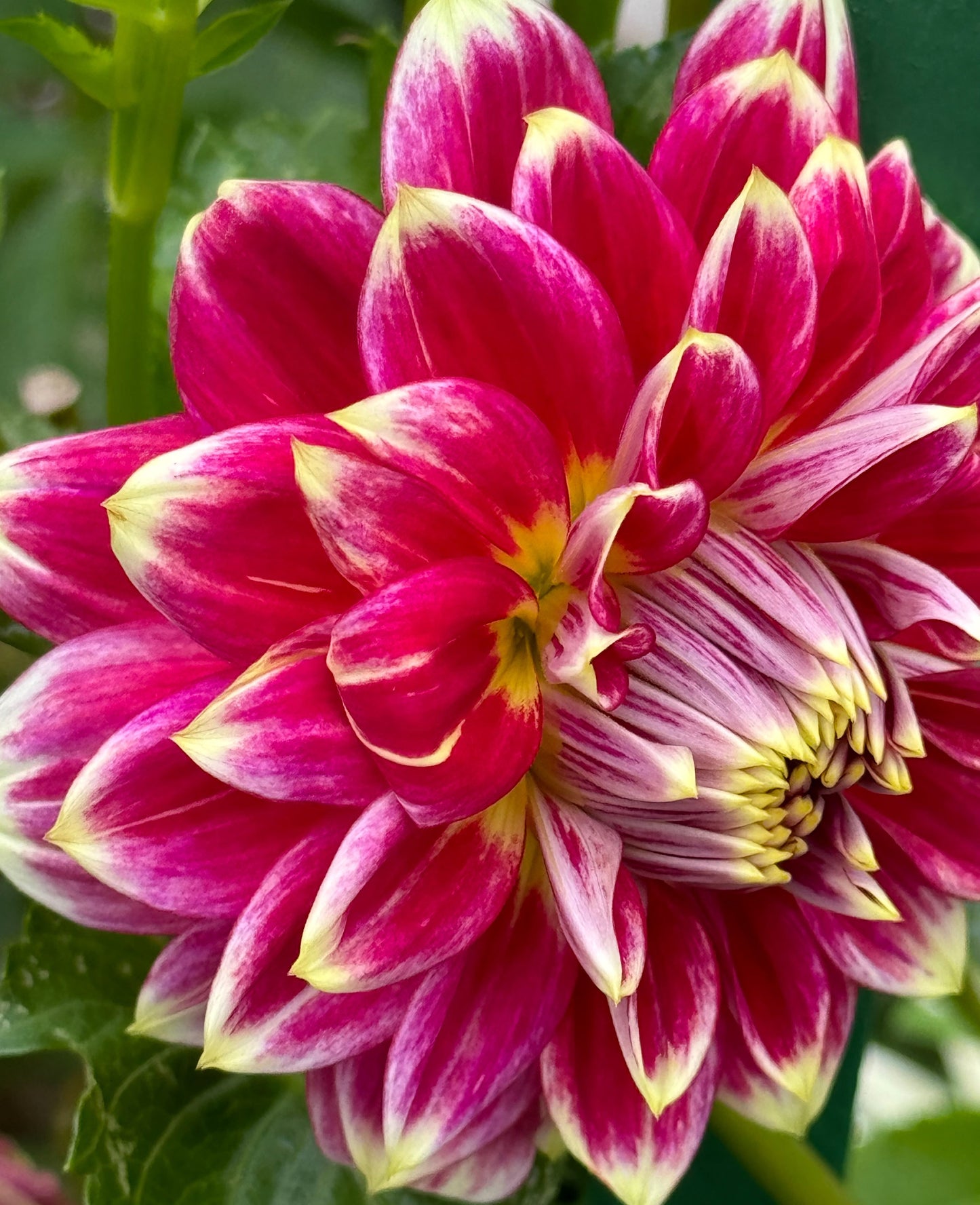 Maldini Dahlia